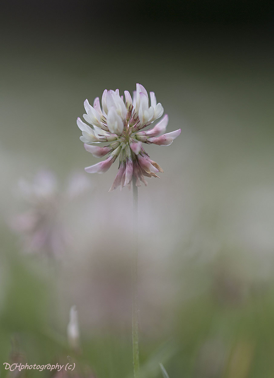 Canon EF 100mm F2.8L Macro IS USM sample photo. White clover photography