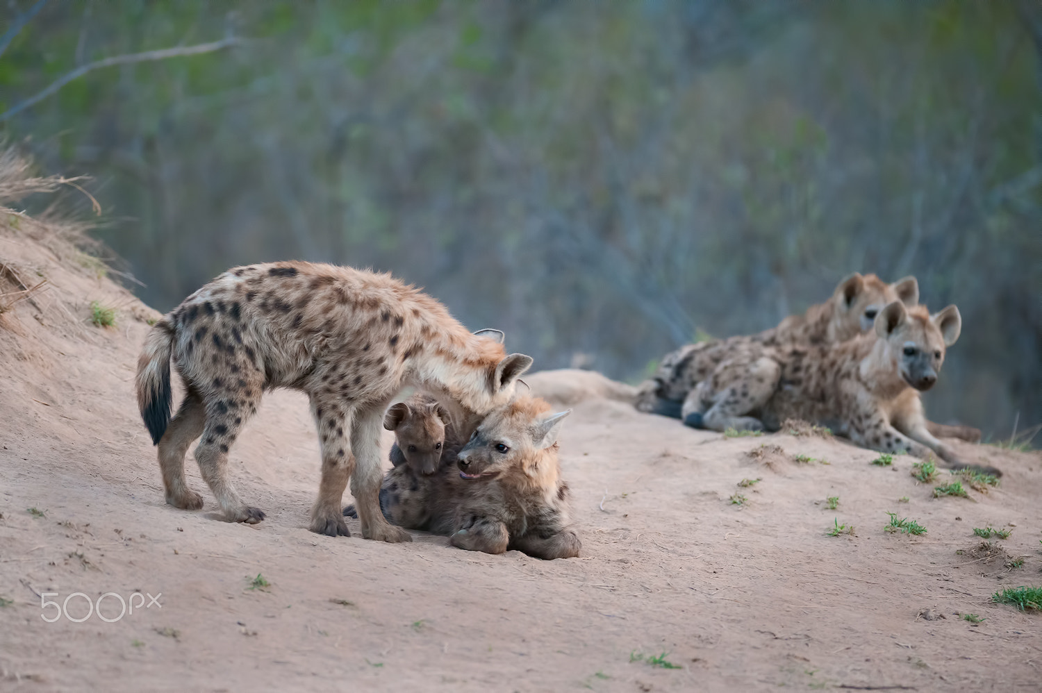 AF-S Nikkor 300mm f/2.8D IF-ED II sample photo. Hyenas cubs at den site photography