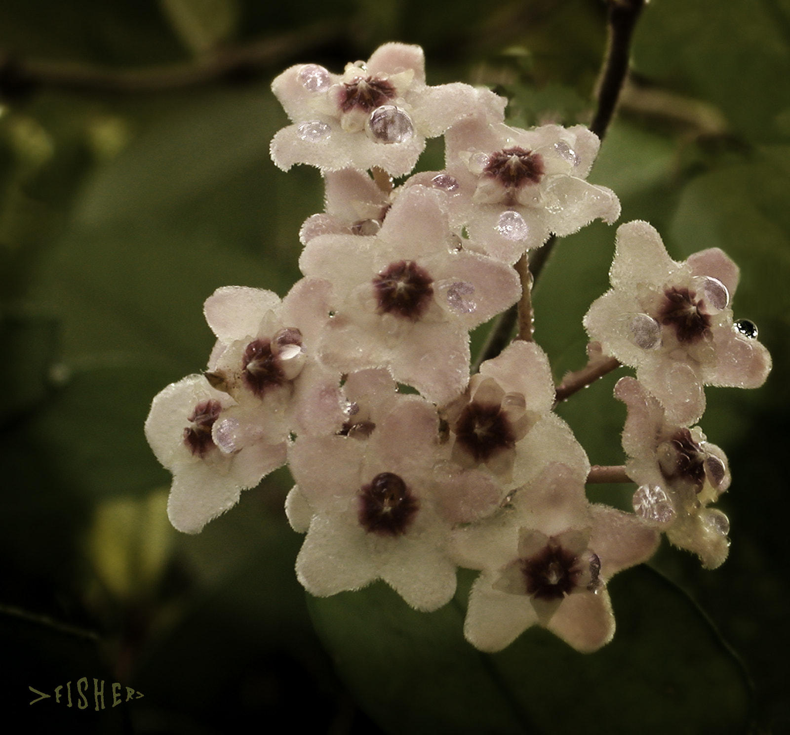 Nikon E995 sample photo. Hoya rubra # photography