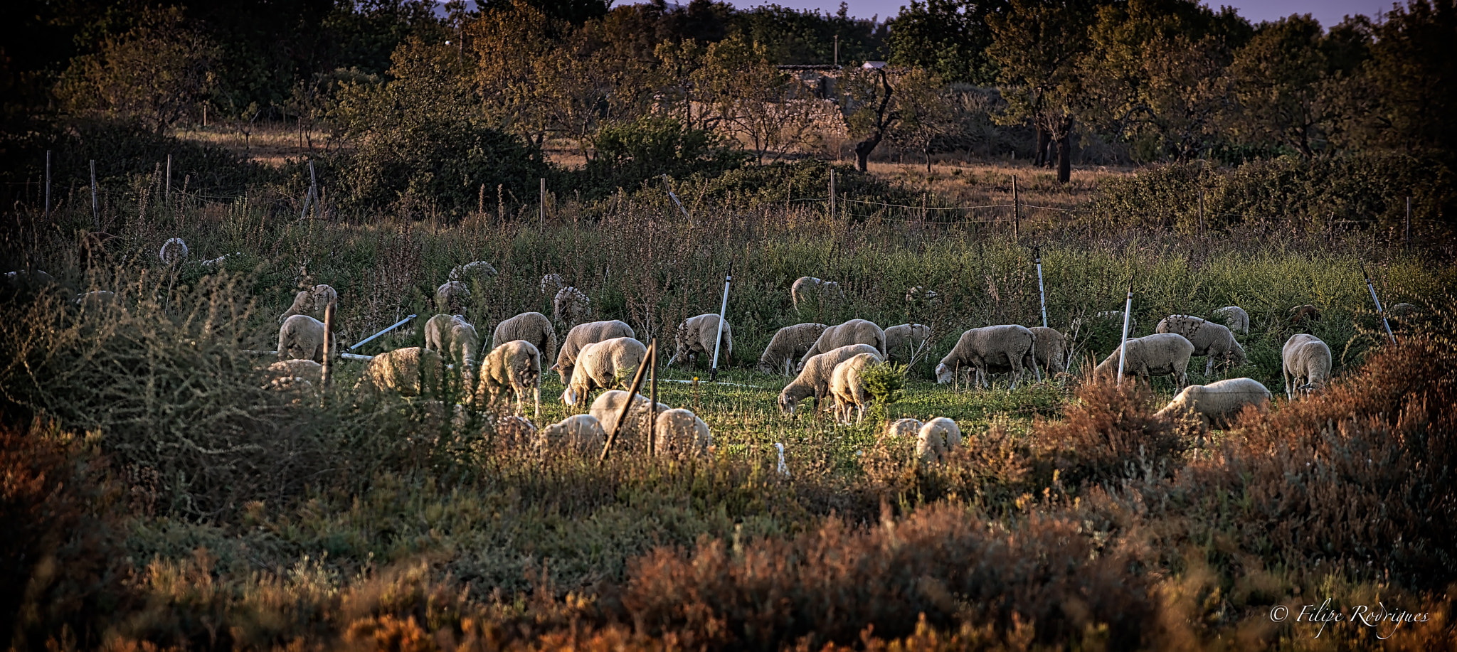 Nikon D800E sample photo. Flock of the round table photography