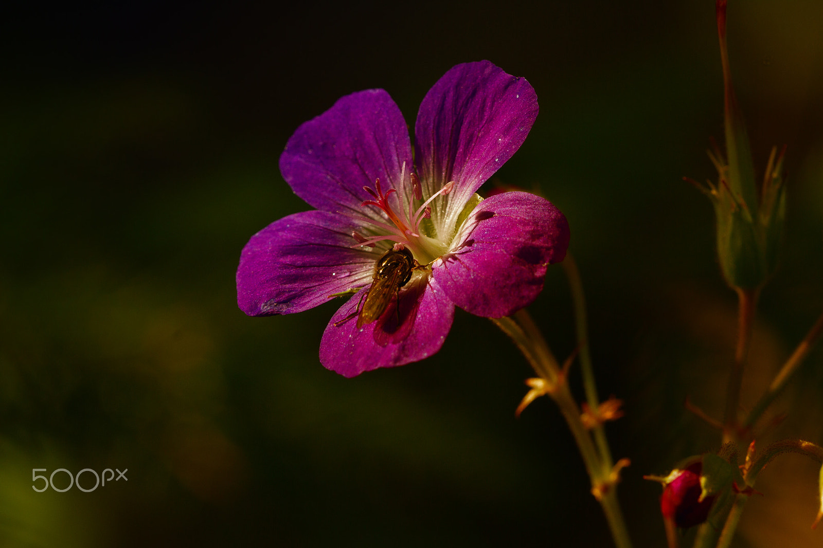Sigma APO Macro 150mm f/2.8 EX DG HSM sample photo. Purple beauty photography