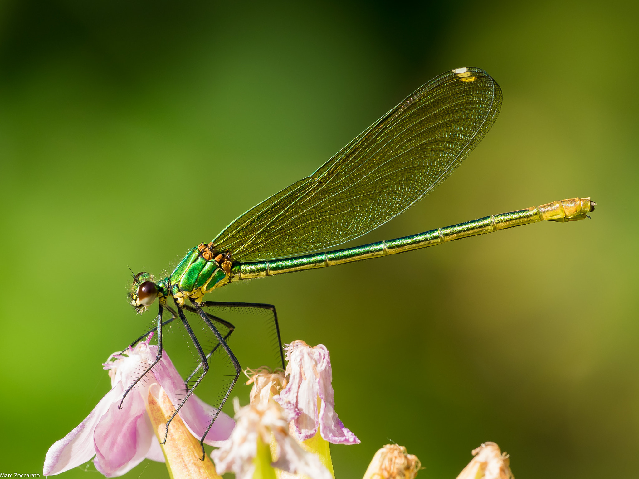 Olympus OM-D E-M1 + OLYMPUS M.300mm F4.0 sample photo. Calopteryx virgo femelle - 2016 08 12 saint caprais photography