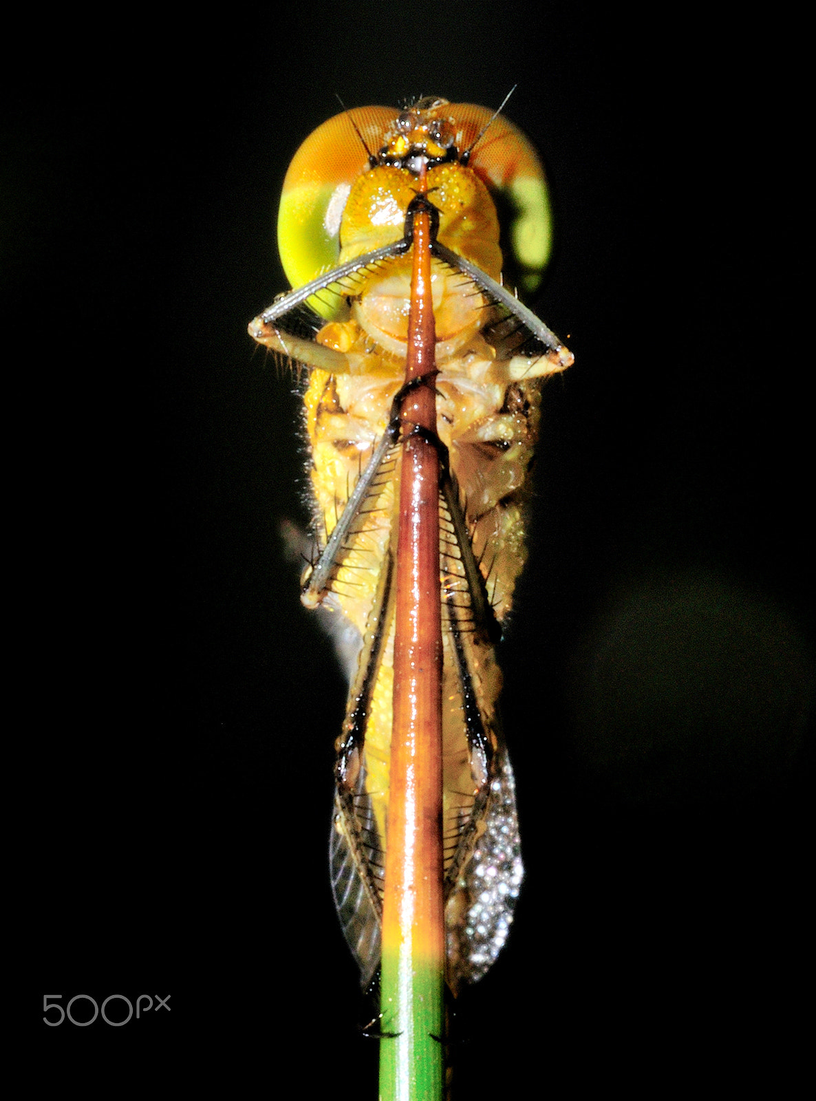 Sigma 150mm F2.8 EX DG Macro HSM sample photo. Front photography