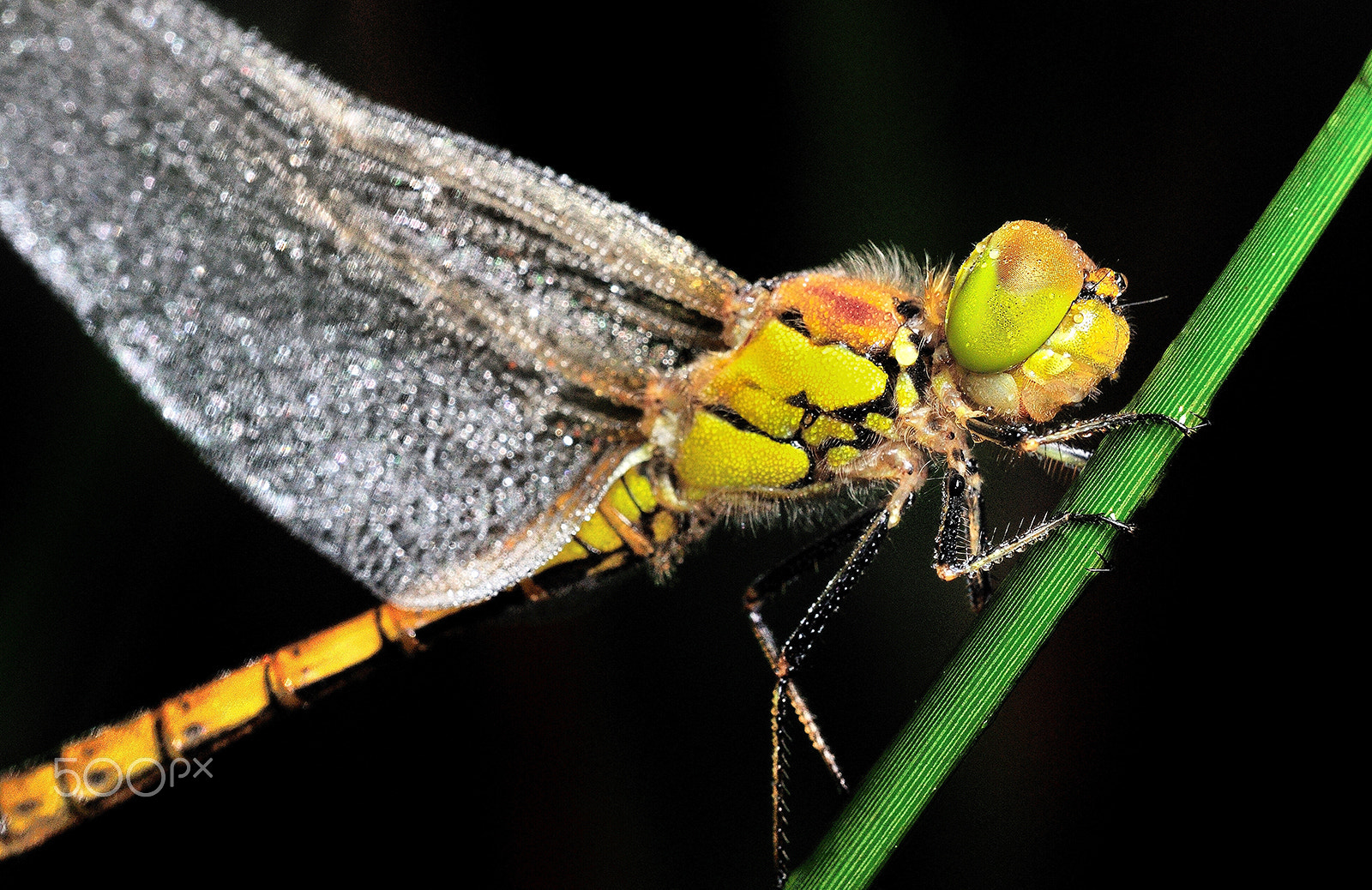 Sigma 150mm F2.8 EX DG Macro HSM sample photo. Drops photography