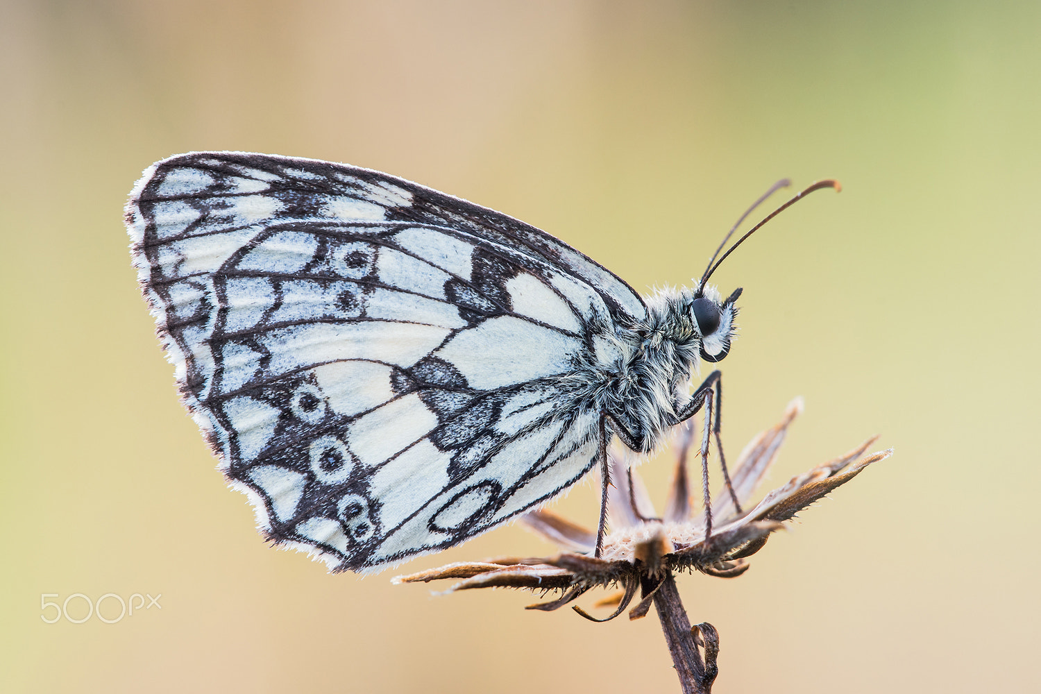 Sigma 150mm F2.8 EX DG Macro HSM sample photo. Marbled white (melanargia galathea) photography