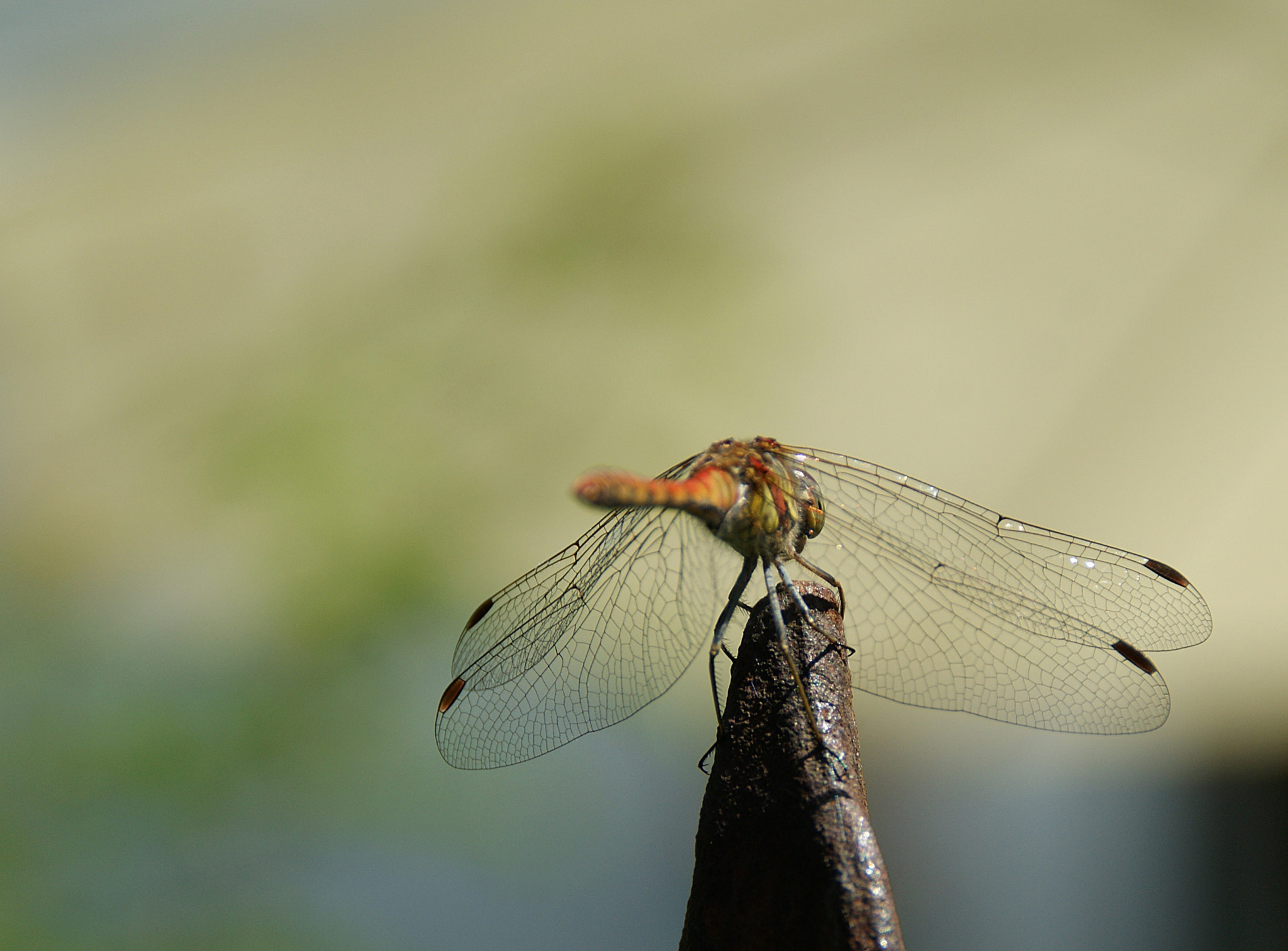 Sony Alpha DSLR-A290 sample photo. From the back photography