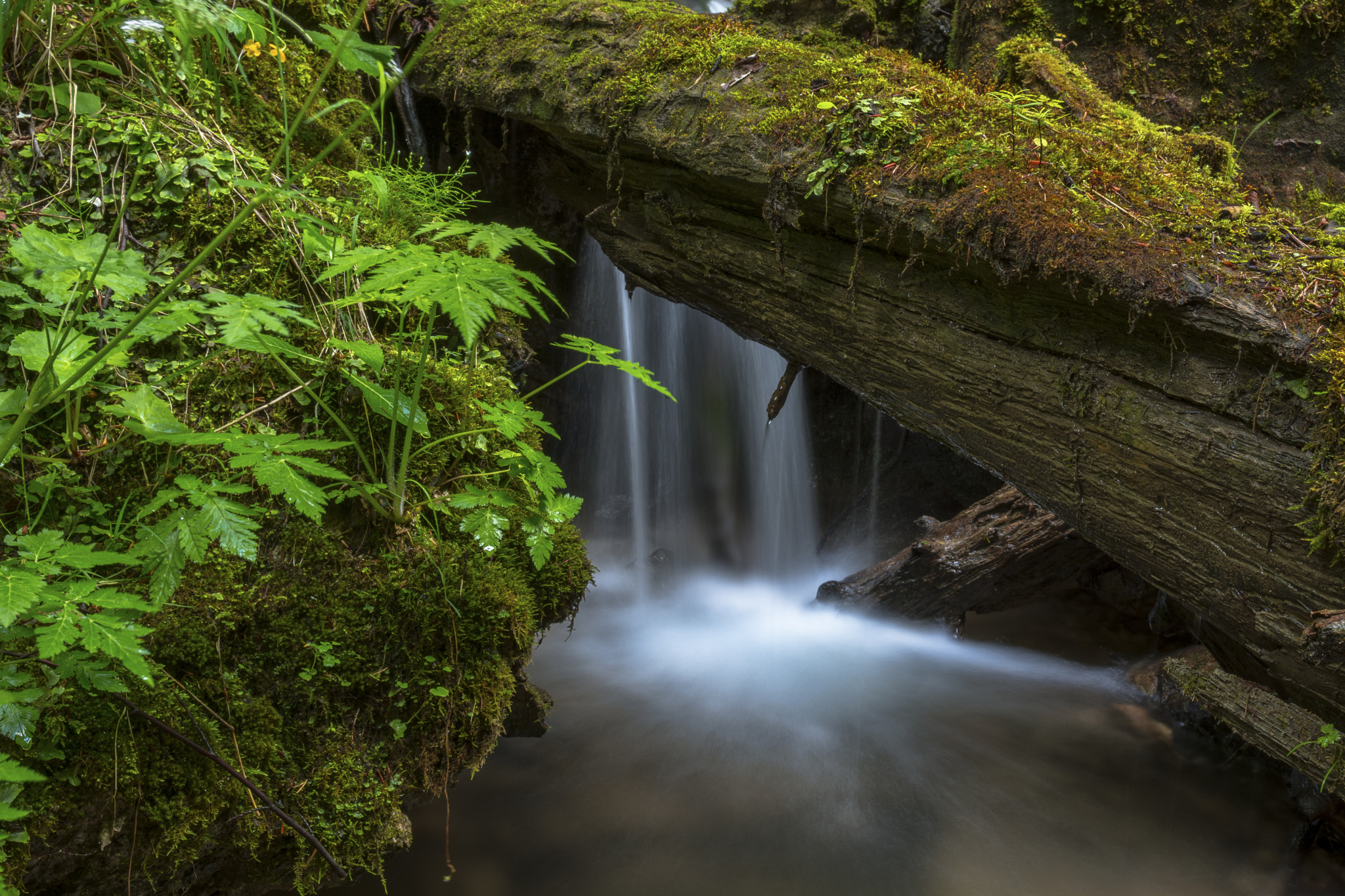 Nikon D5200 + Samyang 12mm F2.8 ED AS NCS Fisheye sample photo. Deep in the forest photography