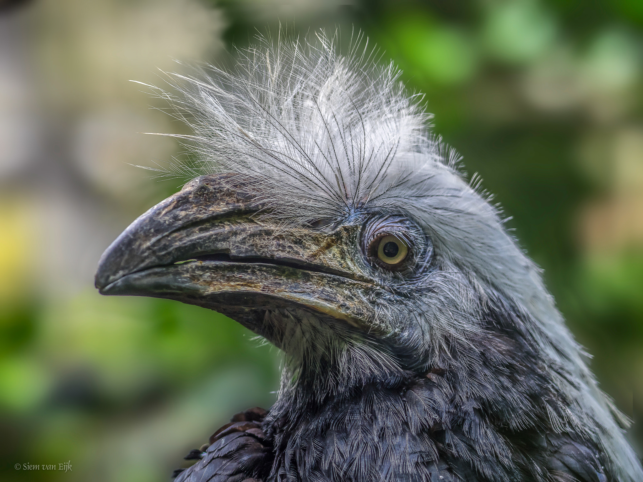 Olympus OM-D E-M1 + OLYMPUS 300mm Lens sample photo. Big bird (white crested hornbill) photography