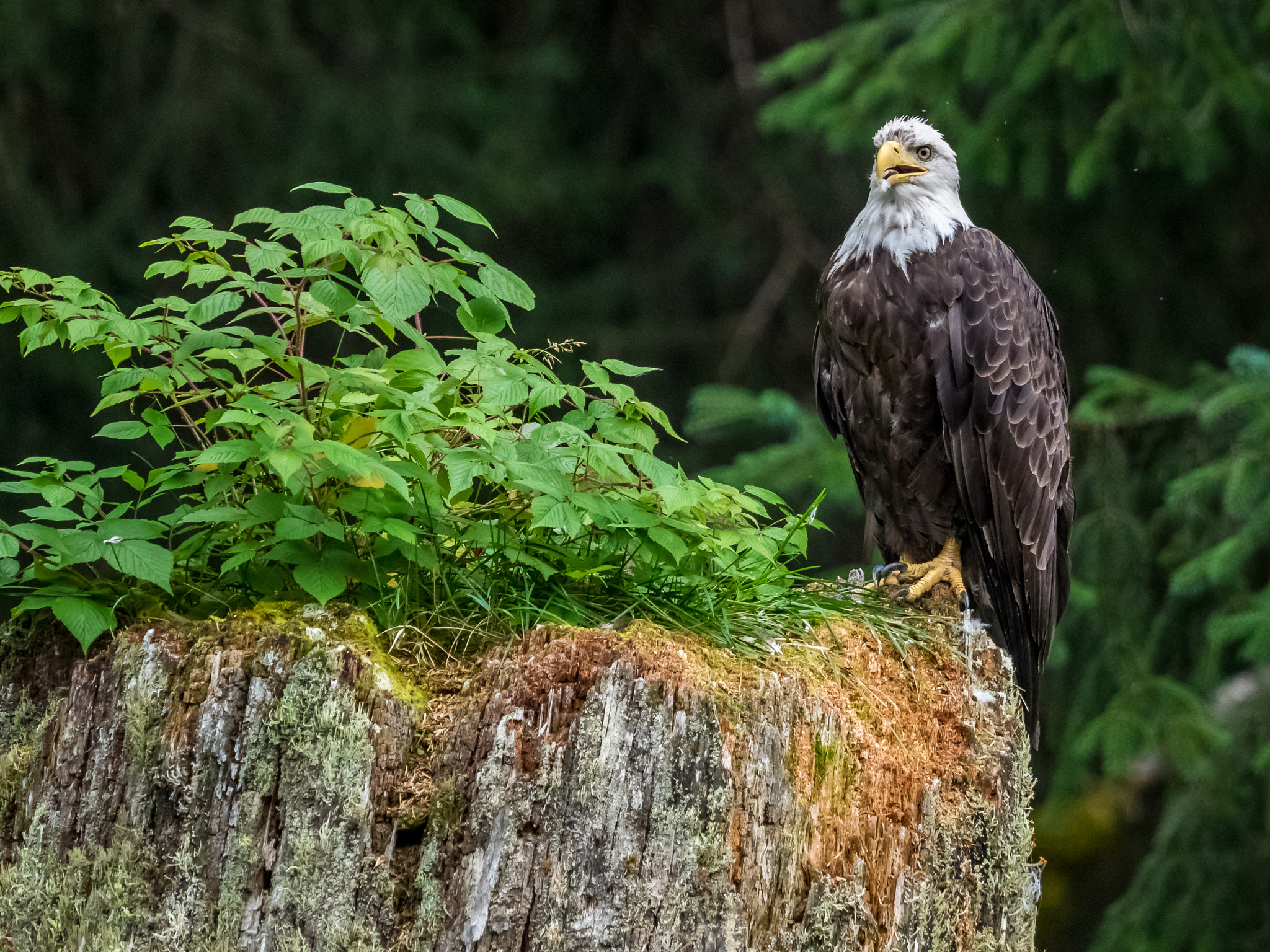 Olympus OM-D E-M1 + M.300mm F4.0 + MC-14 sample photo. Bald eagle photography