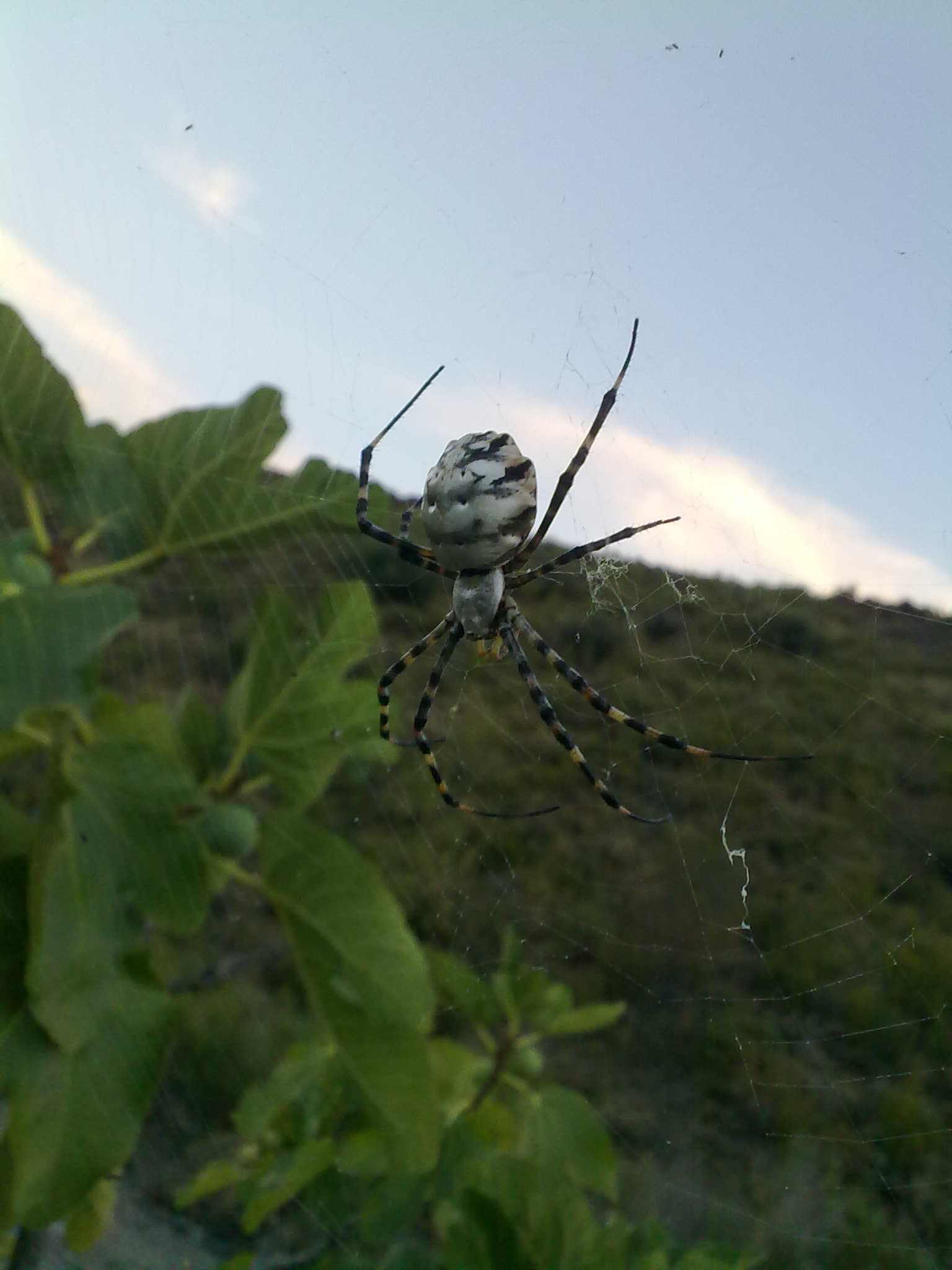 Nokia 5800 Xpres sample photo. Araña photography