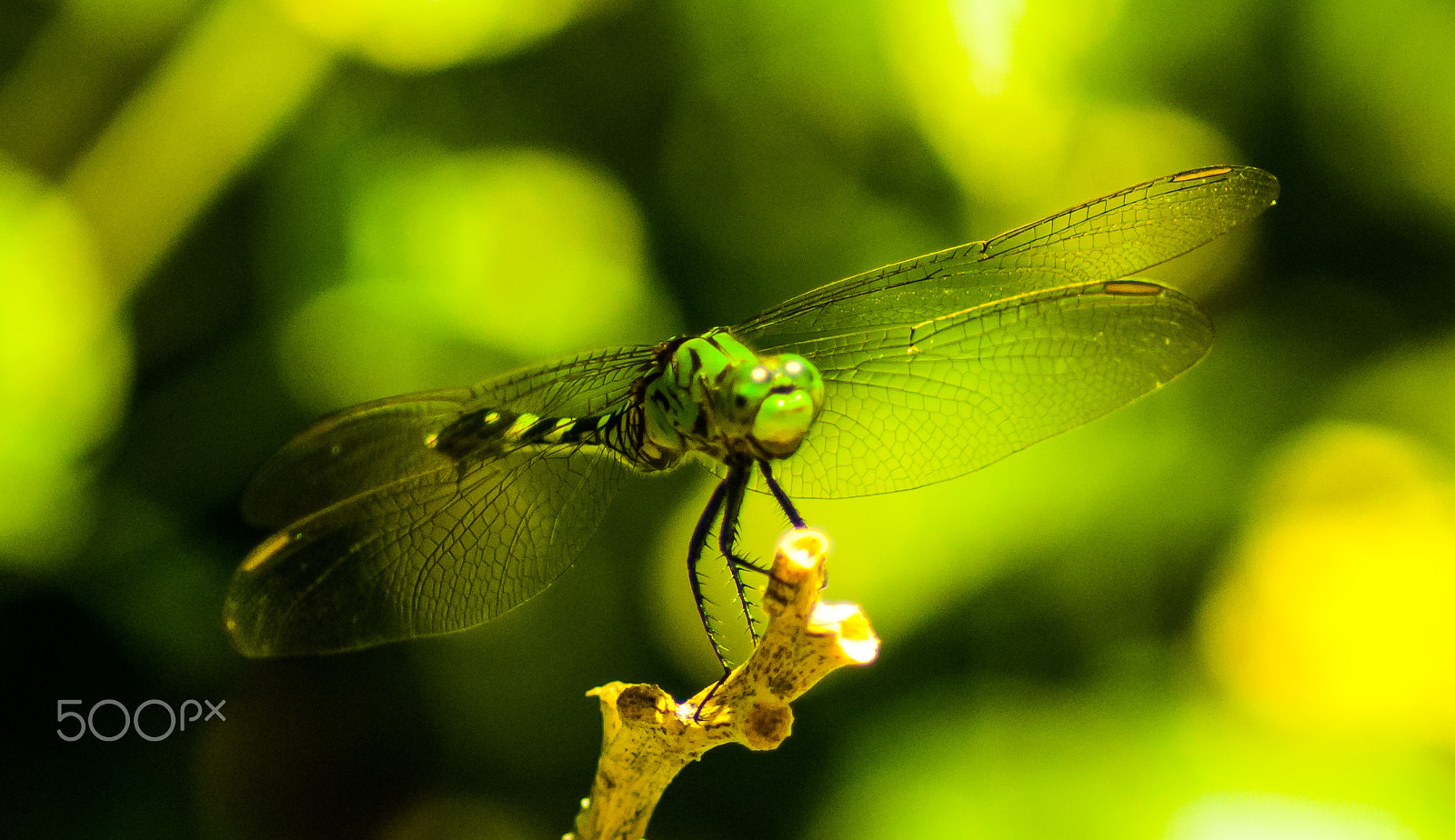 Nikon D60 + Tamron SP 70-300mm F4-5.6 Di VC USD sample photo. Dragonfly smiles for the camera photography