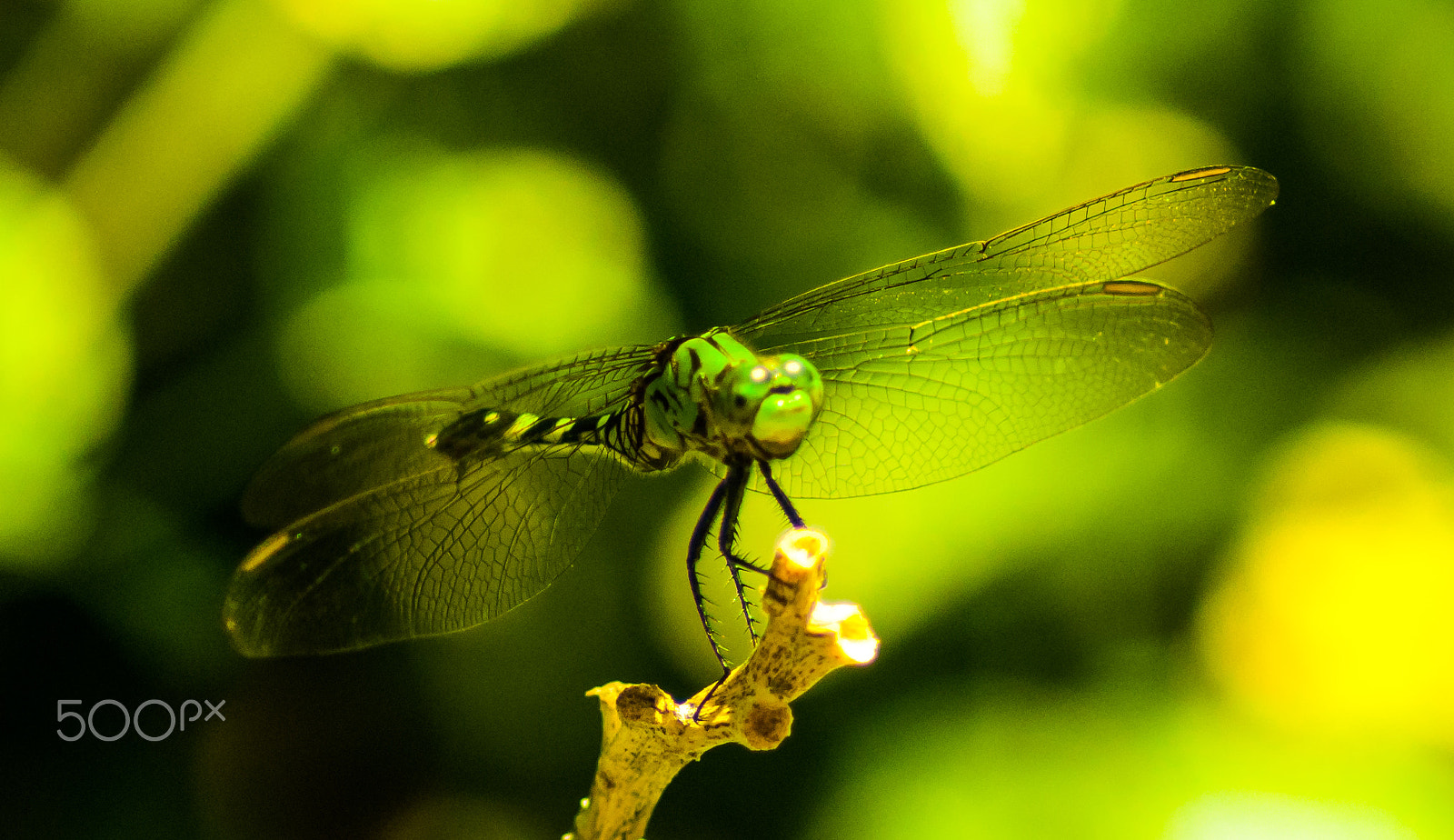 Nikon D60 sample photo. Dragonfly smiles for the camera photography