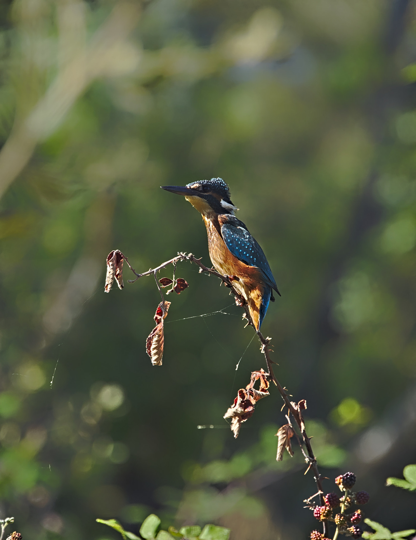 Sony FE 70-300mm F4.5-5.6 G OSS sample photo. Martin photography