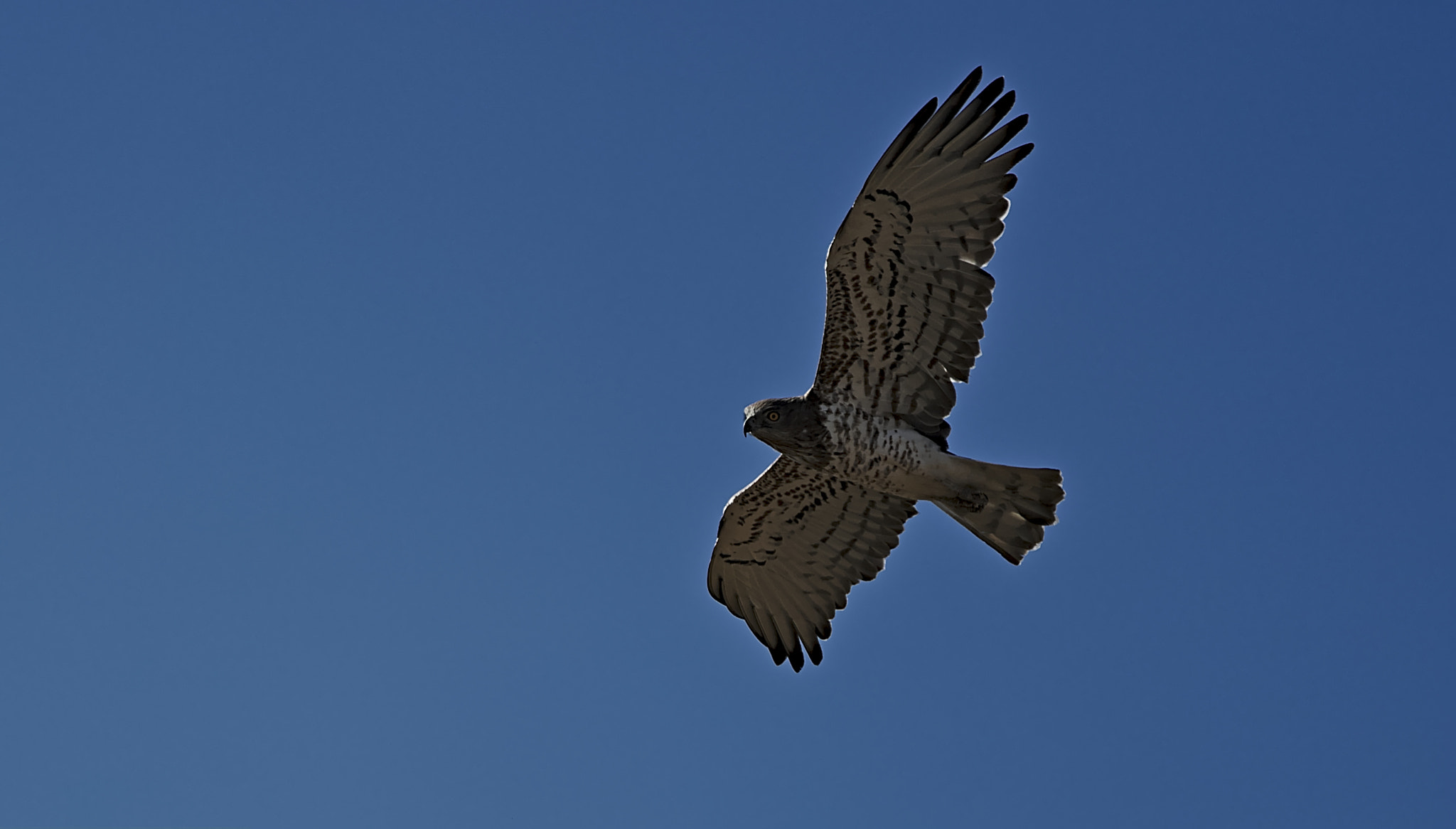 Sony FE 70-300mm F4.5-5.6 G OSS sample photo. Aguila culebrera photography