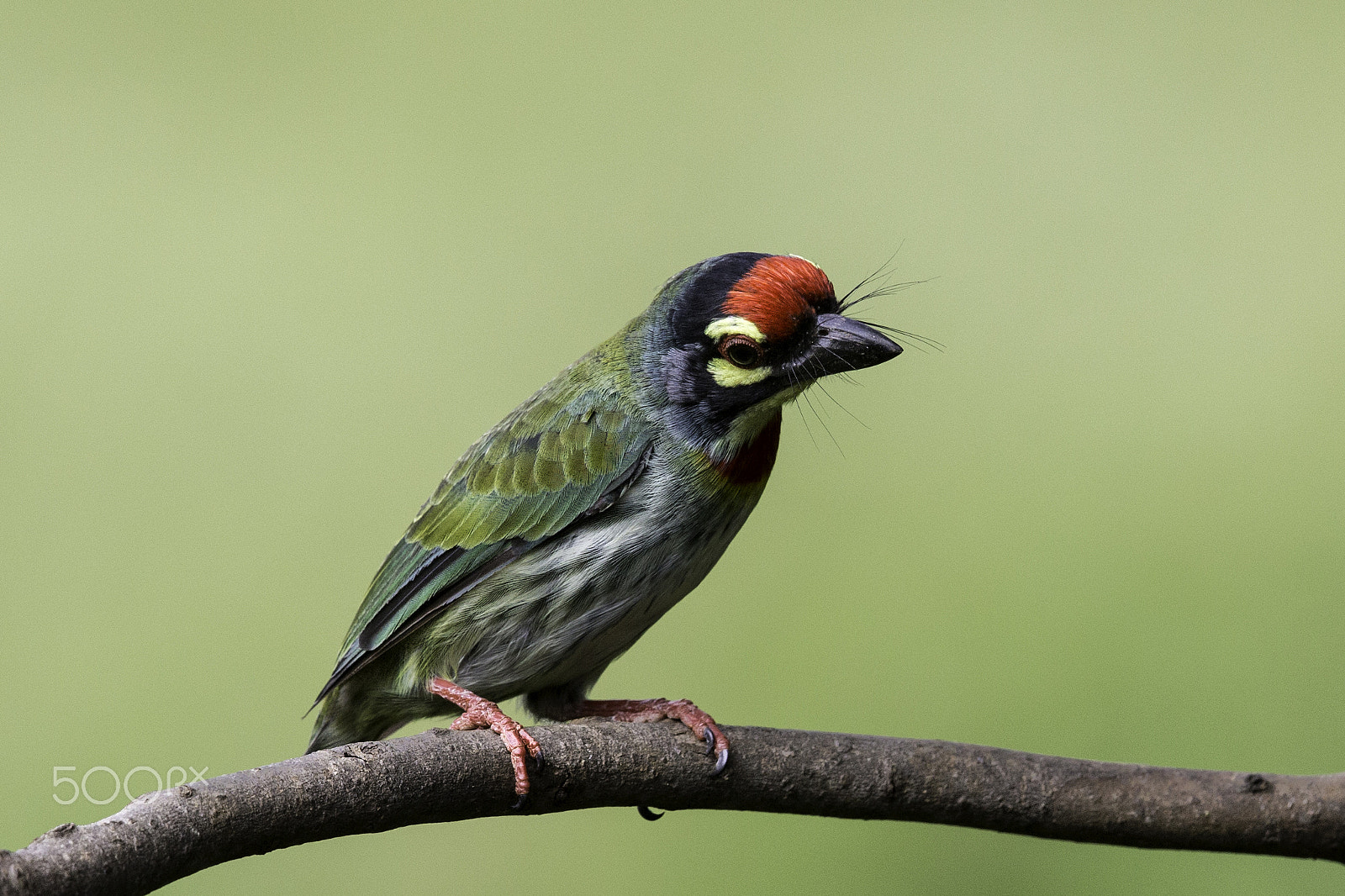 Canon EOS 6D + Canon EF 500mm F4L IS II USM sample photo. Coppersmith barbet photography