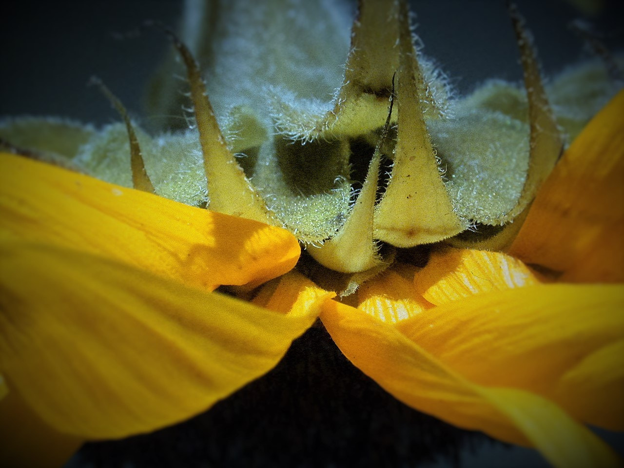 Nikon E995 sample photo. Sunflower detail photography
