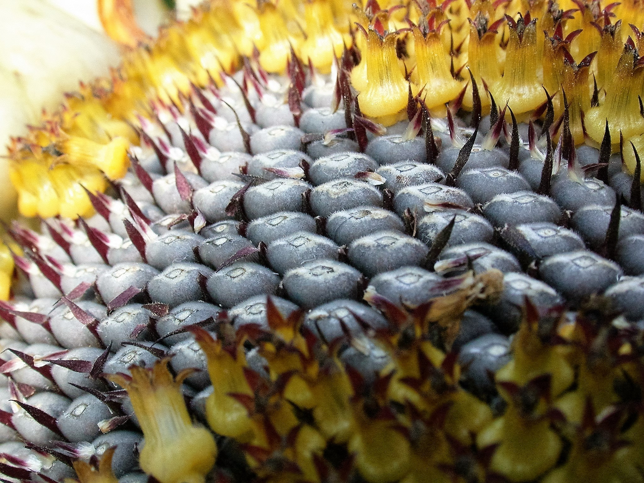 Nikon E995 sample photo. Sunflower detail photography