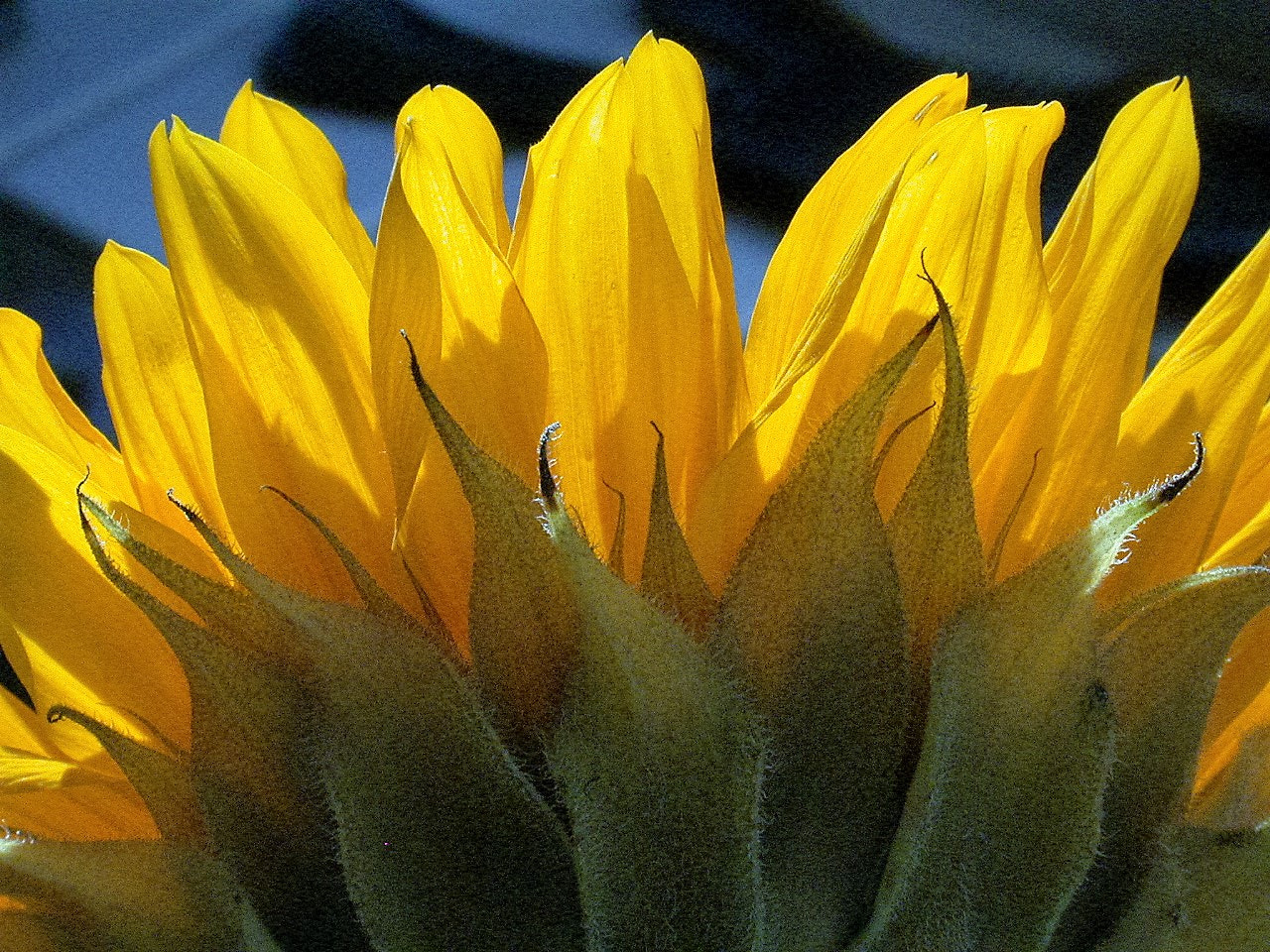 Nikon E995 sample photo. Sunflower detail photography