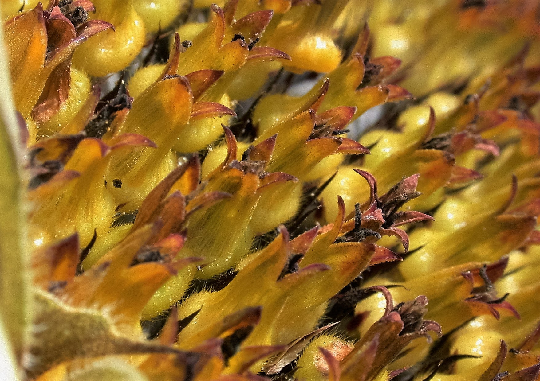 Nikon E995 sample photo. Sunflower detail photography