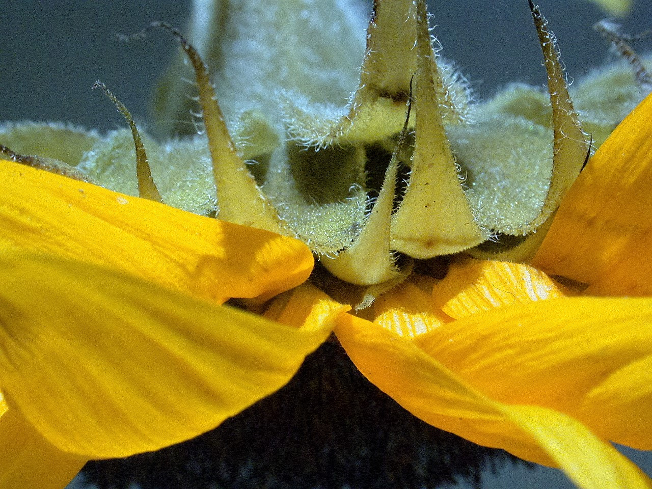 Nikon E995 sample photo. Sunflower detail photography