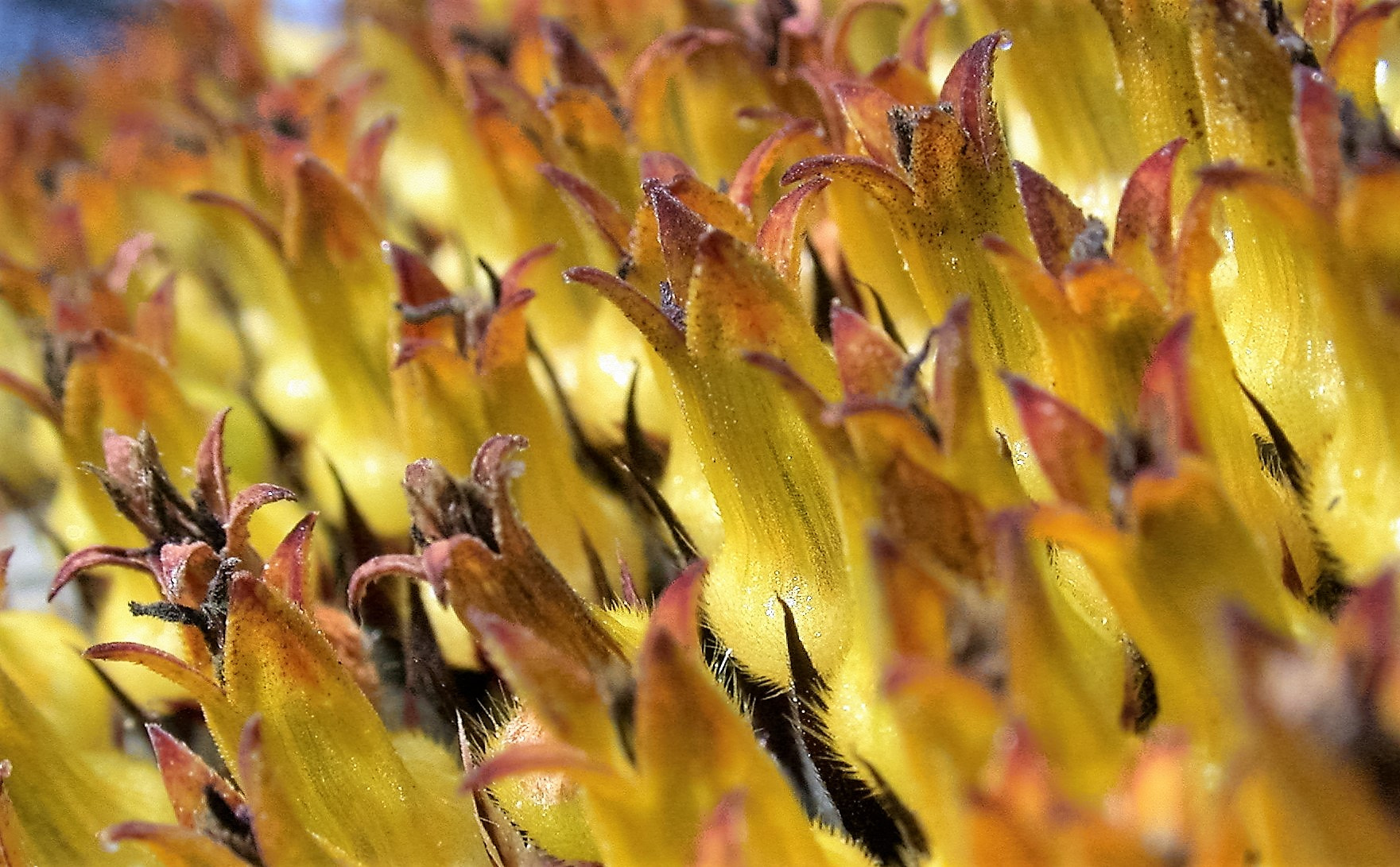 Nikon E995 sample photo. Sunflower detail photography