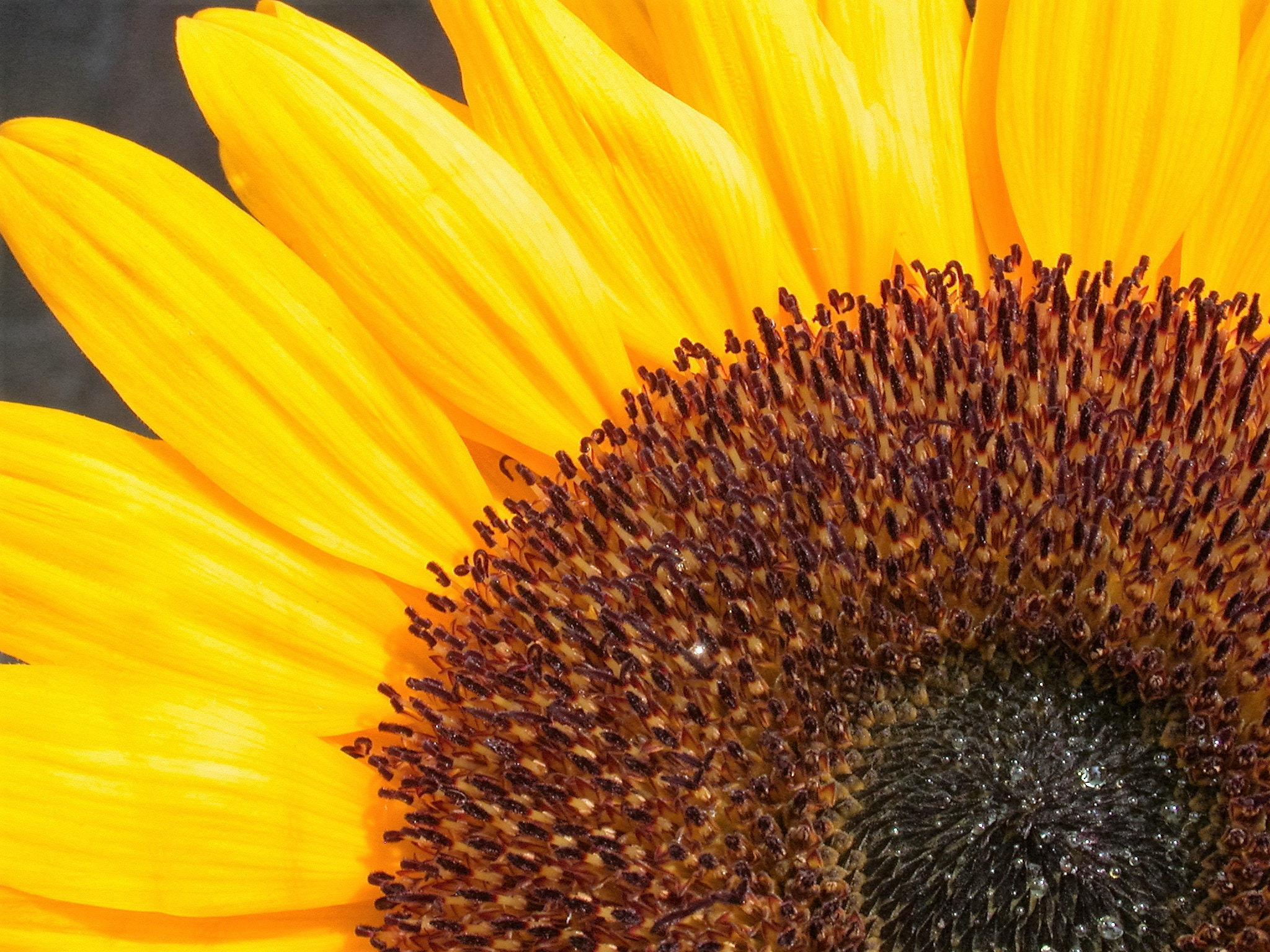 Nikon E995 sample photo. Sunflower detail photography