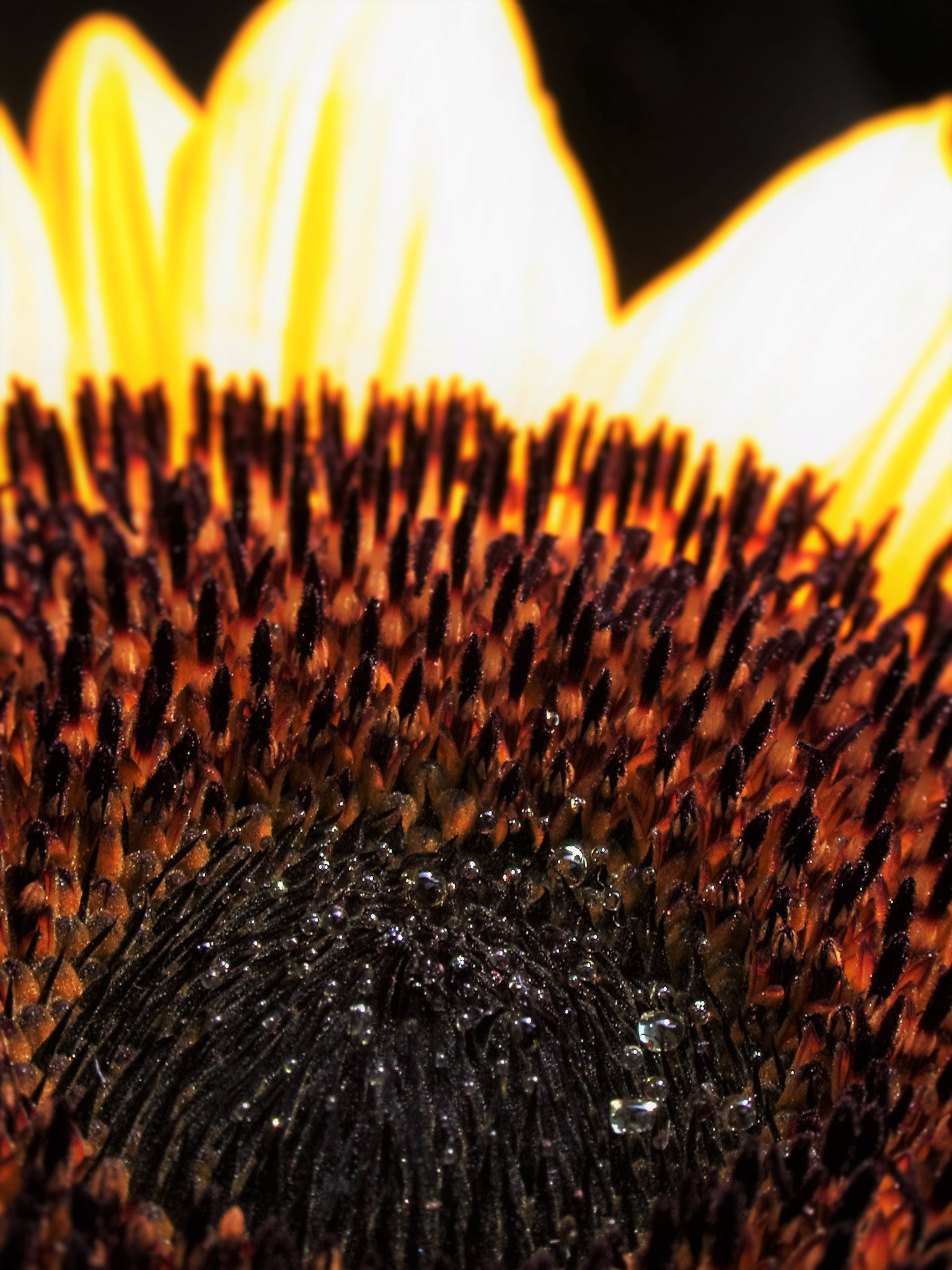 Nikon E995 sample photo. Sunflower detail photography