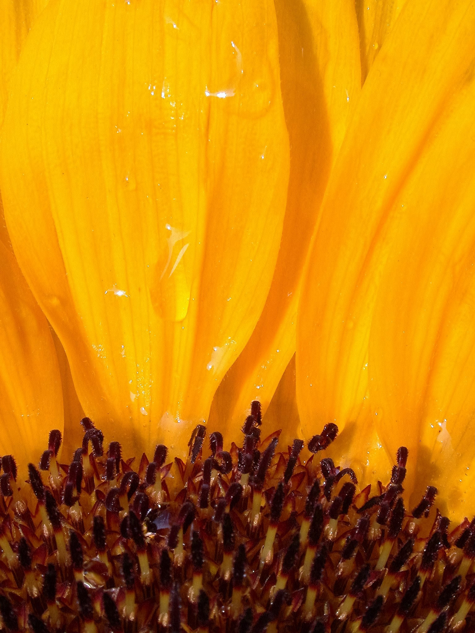 Nikon E995 sample photo. Sunflower detail photography