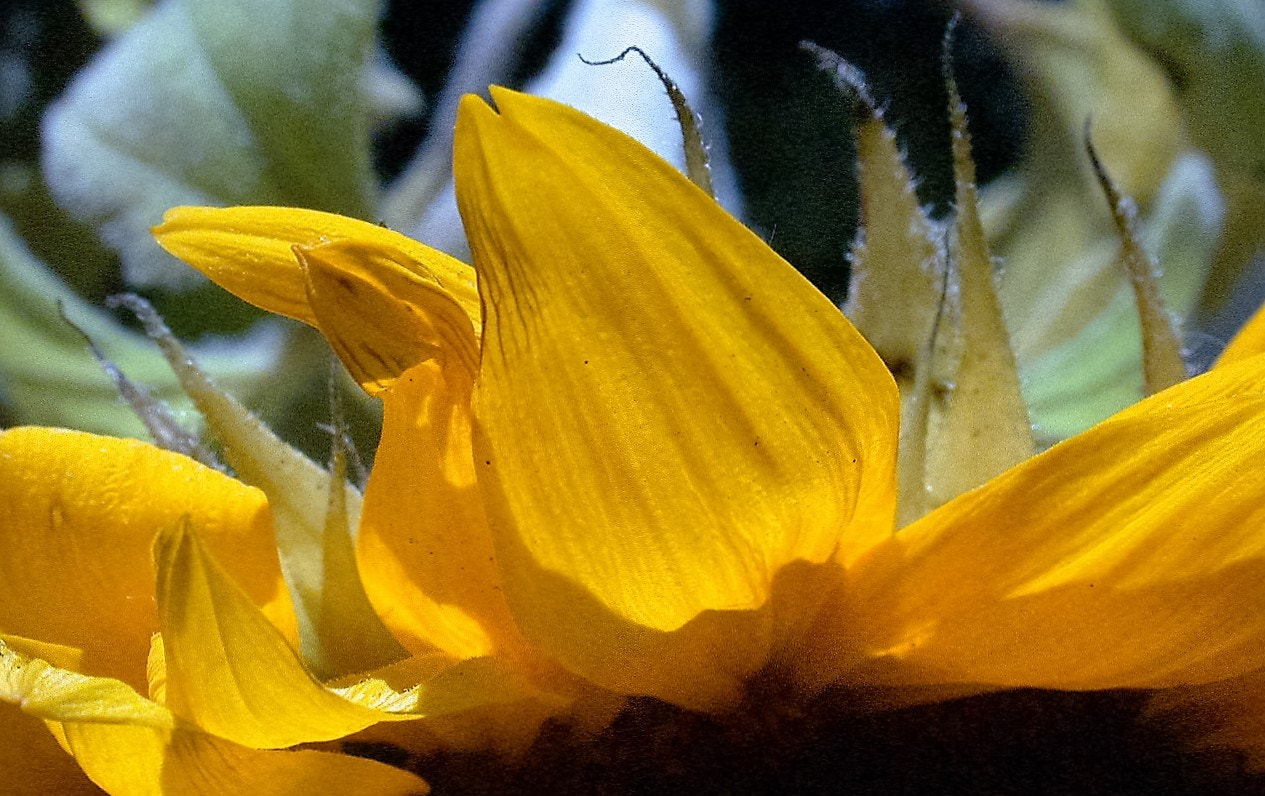 Nikon E995 sample photo. Sunflower detail photography