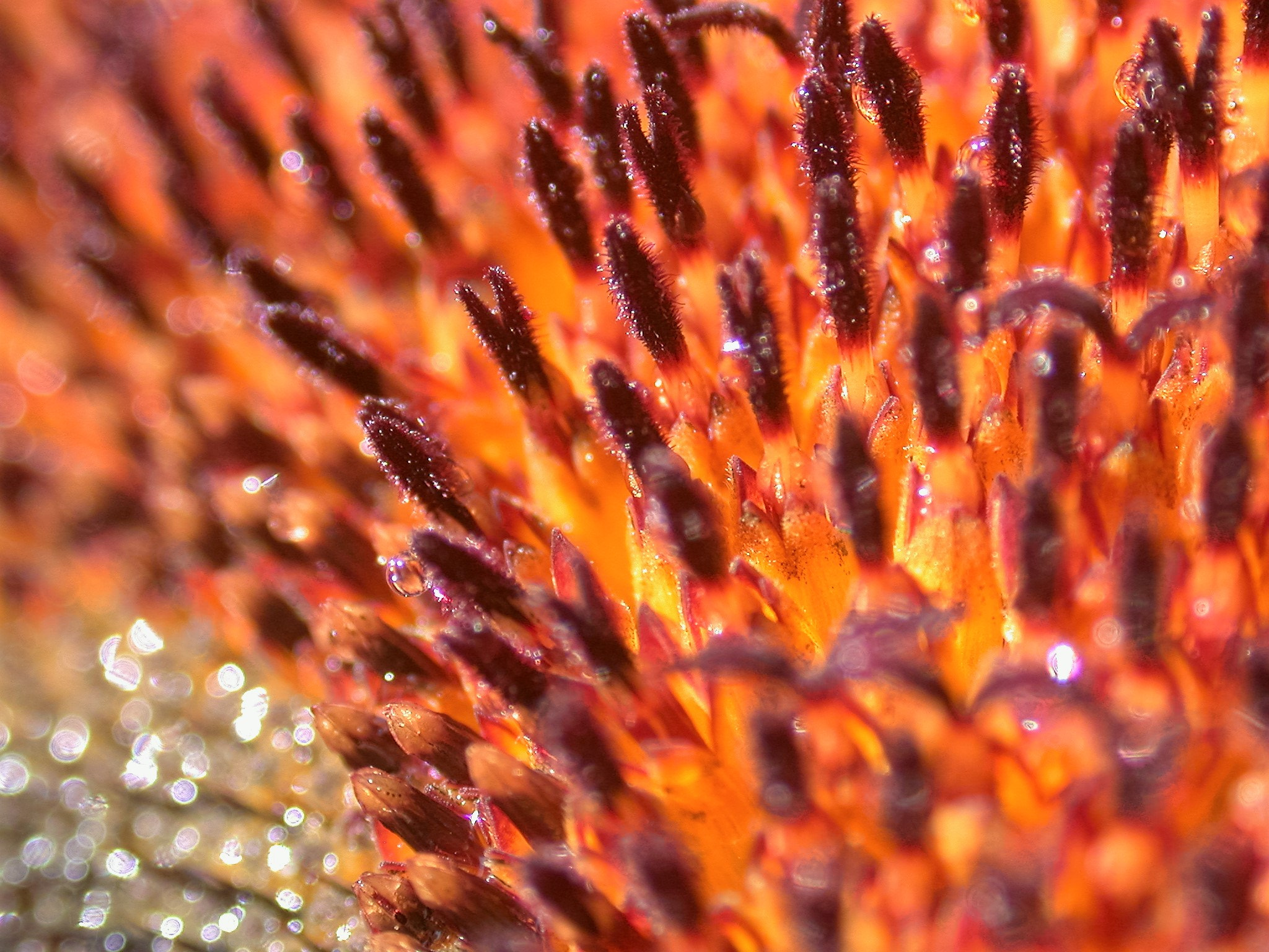 Nikon E995 sample photo. Sunflower detail photography
