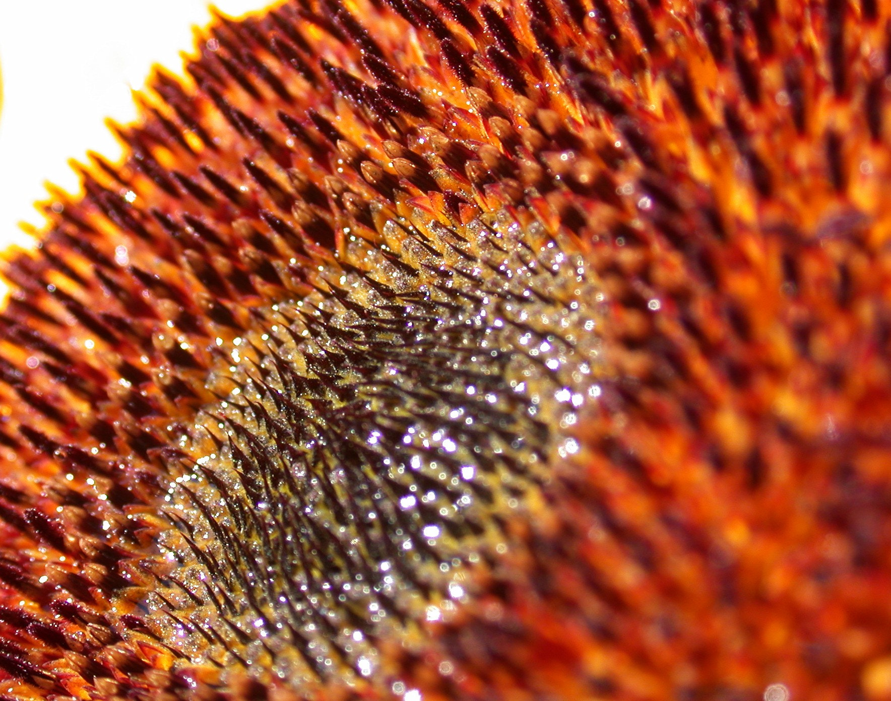 Nikon E995 sample photo. Sunflower detail photography