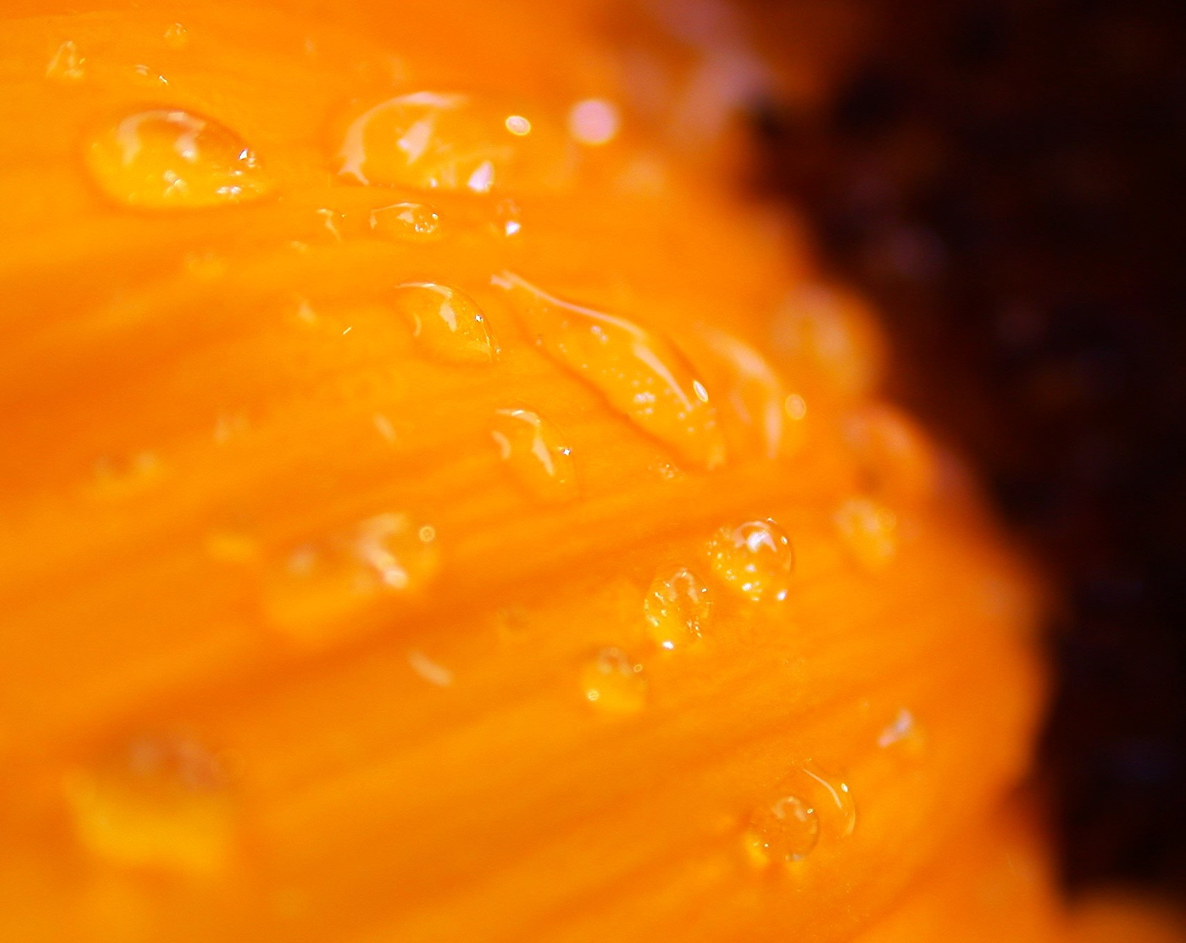 Nikon E995 sample photo. Sunflower detail photography