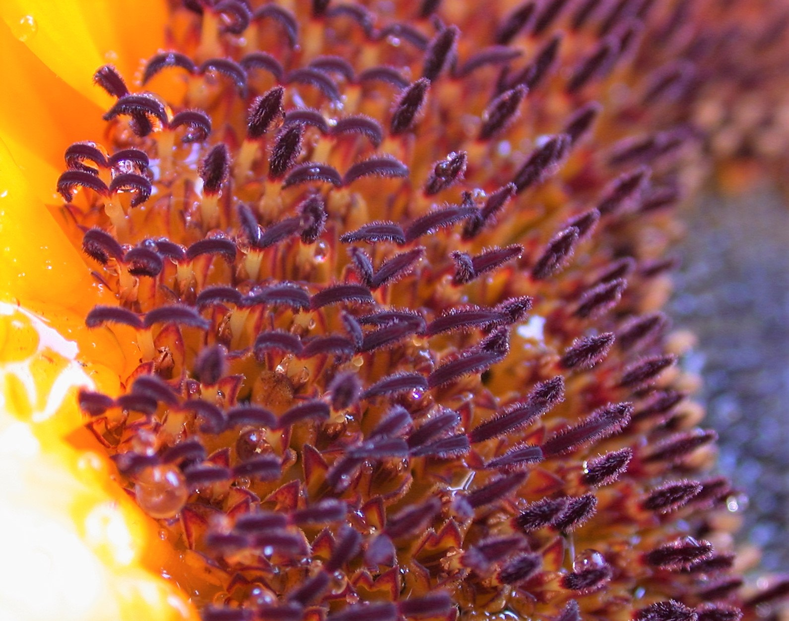 Nikon E995 sample photo. Sunflower detail photography