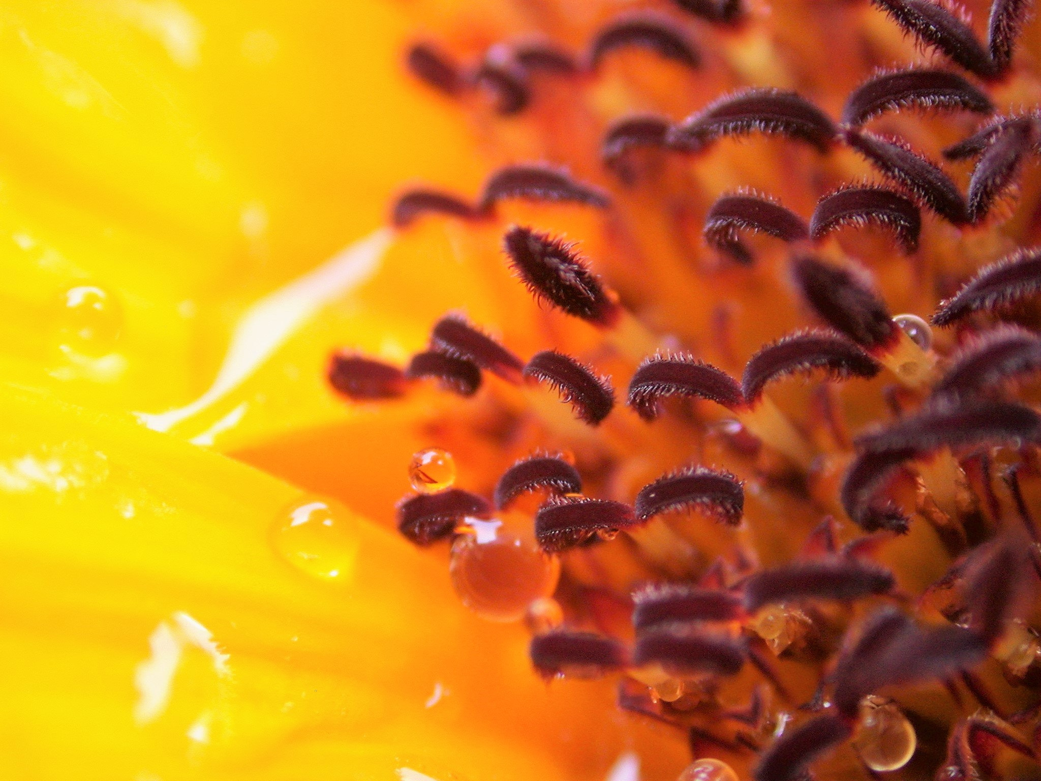 Nikon E995 sample photo. Sunflower detail photography