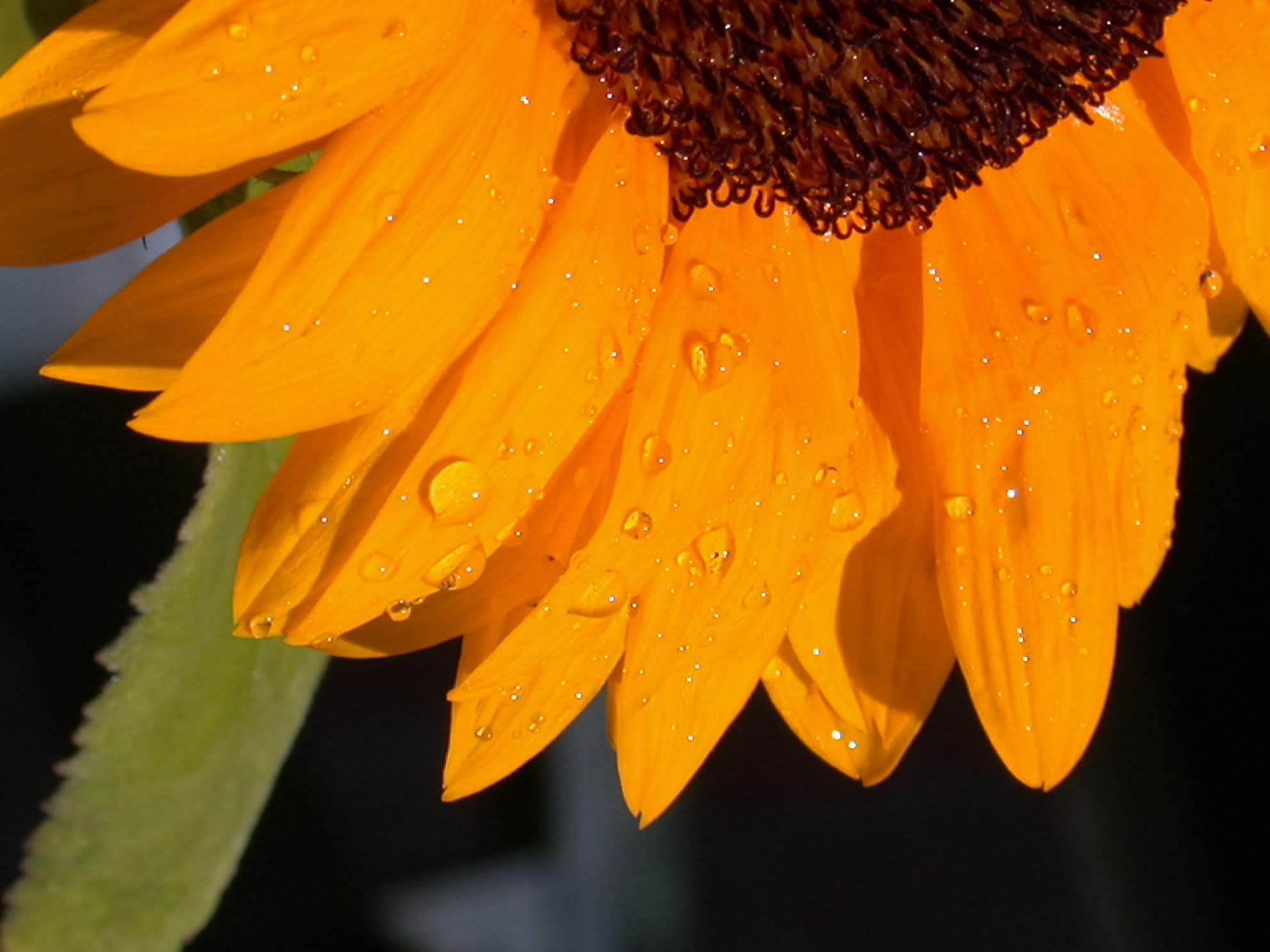 Nikon E995 sample photo. Sunflower detail photography