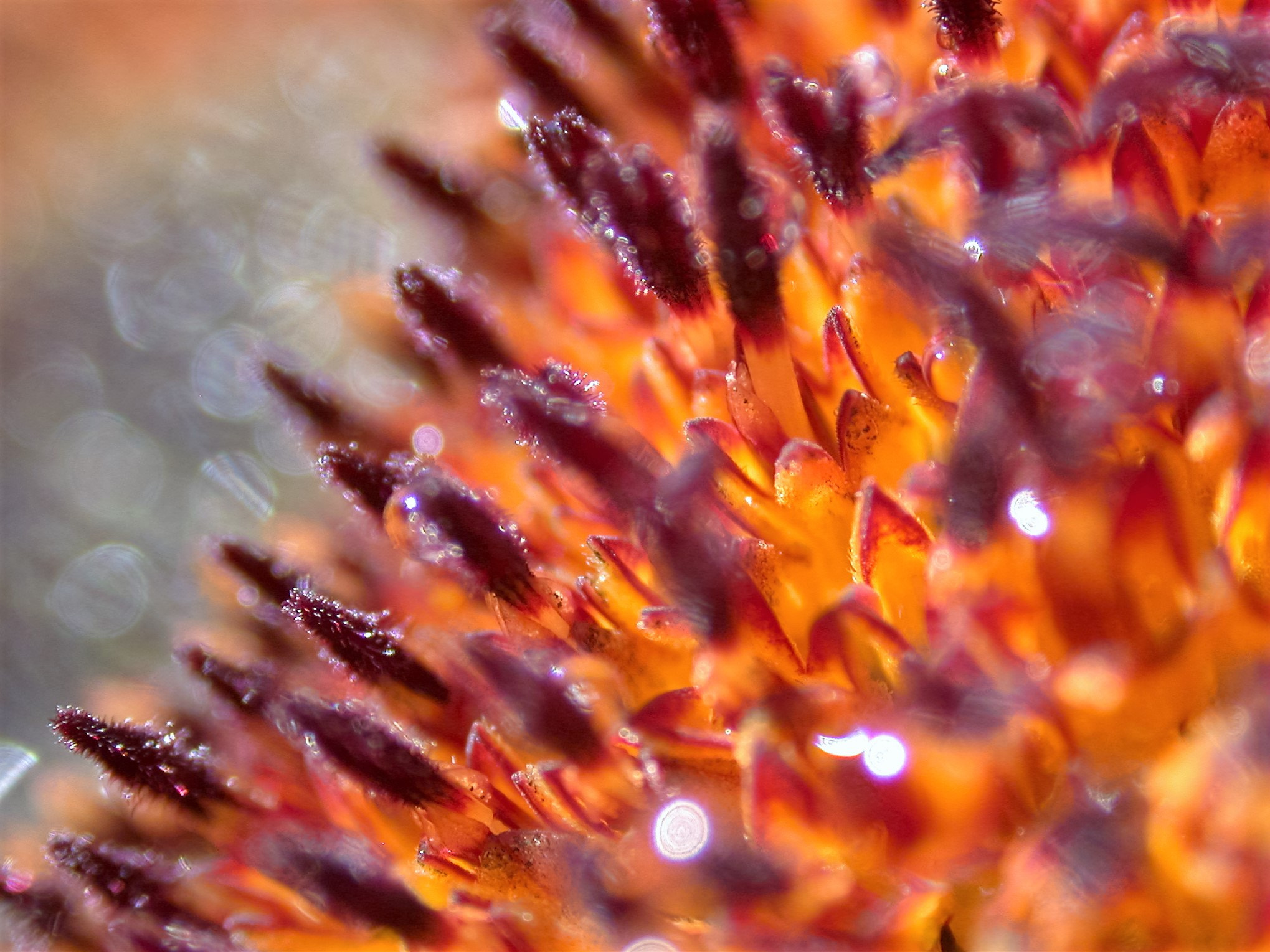 Nikon E995 sample photo. Sunflower detail photography