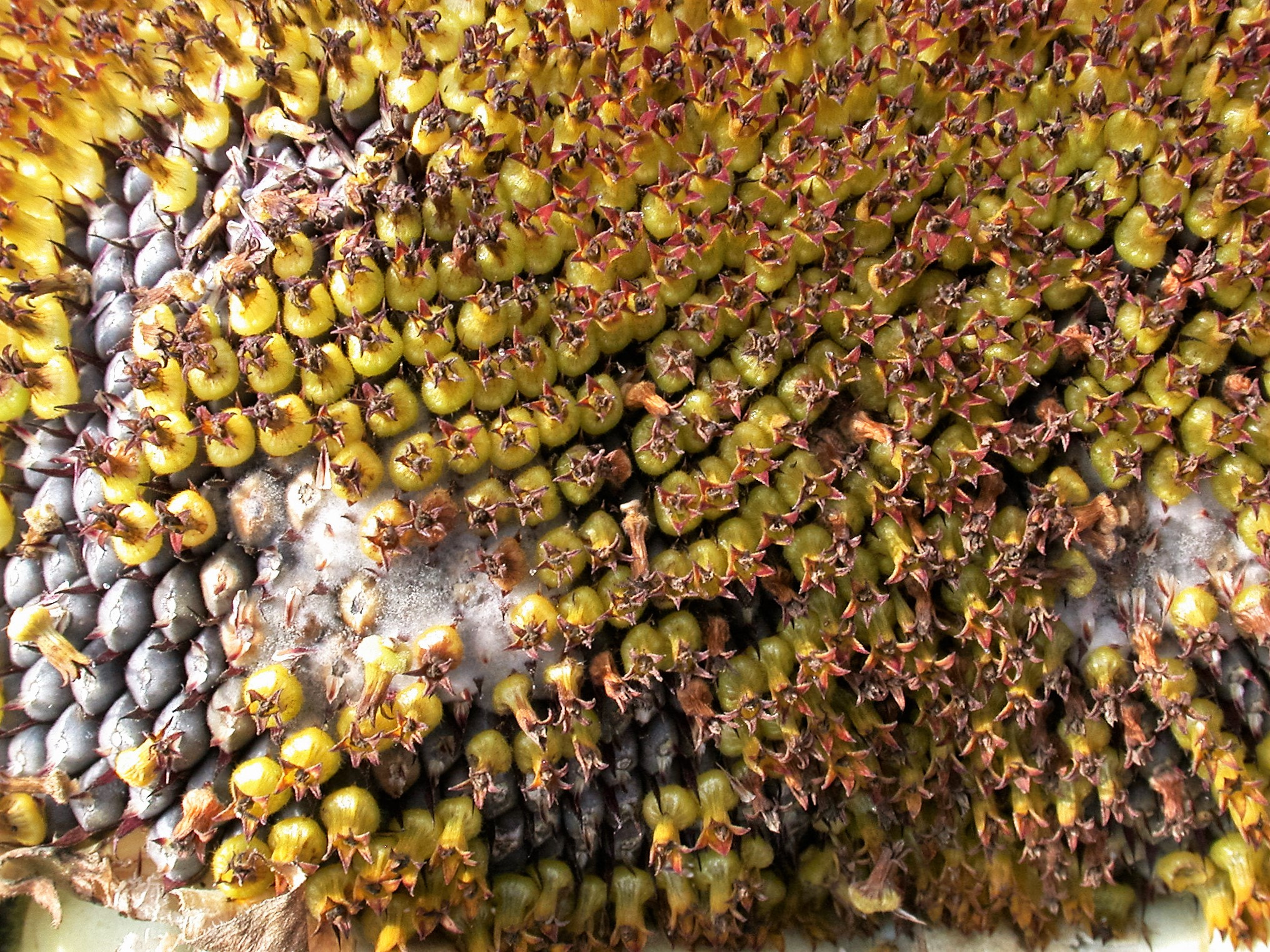 Nikon E995 sample photo. Sunflower detail photography
