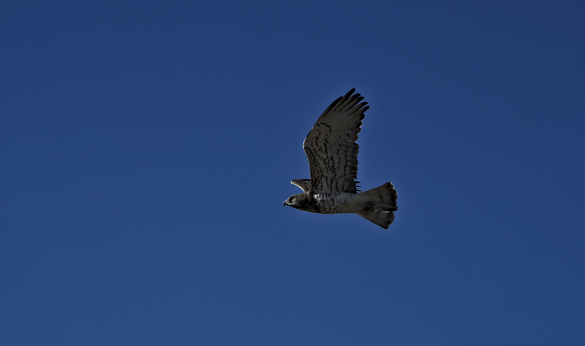 Sony FE 70-300mm F4.5-5.6 G OSS sample photo. Aguila culebrera photography