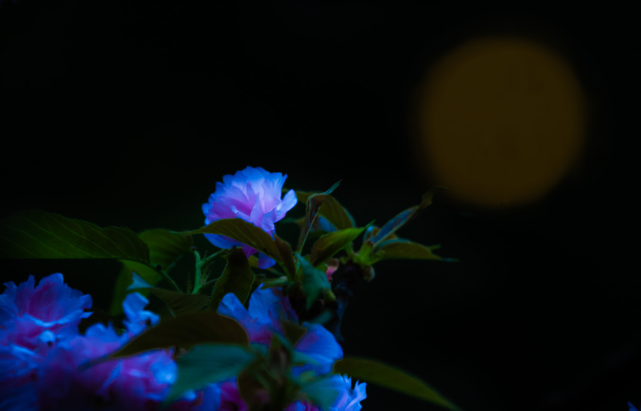 Canon EF 100-400mm F4.5-5.6L IS USM sample photo. 花好月圆 photography