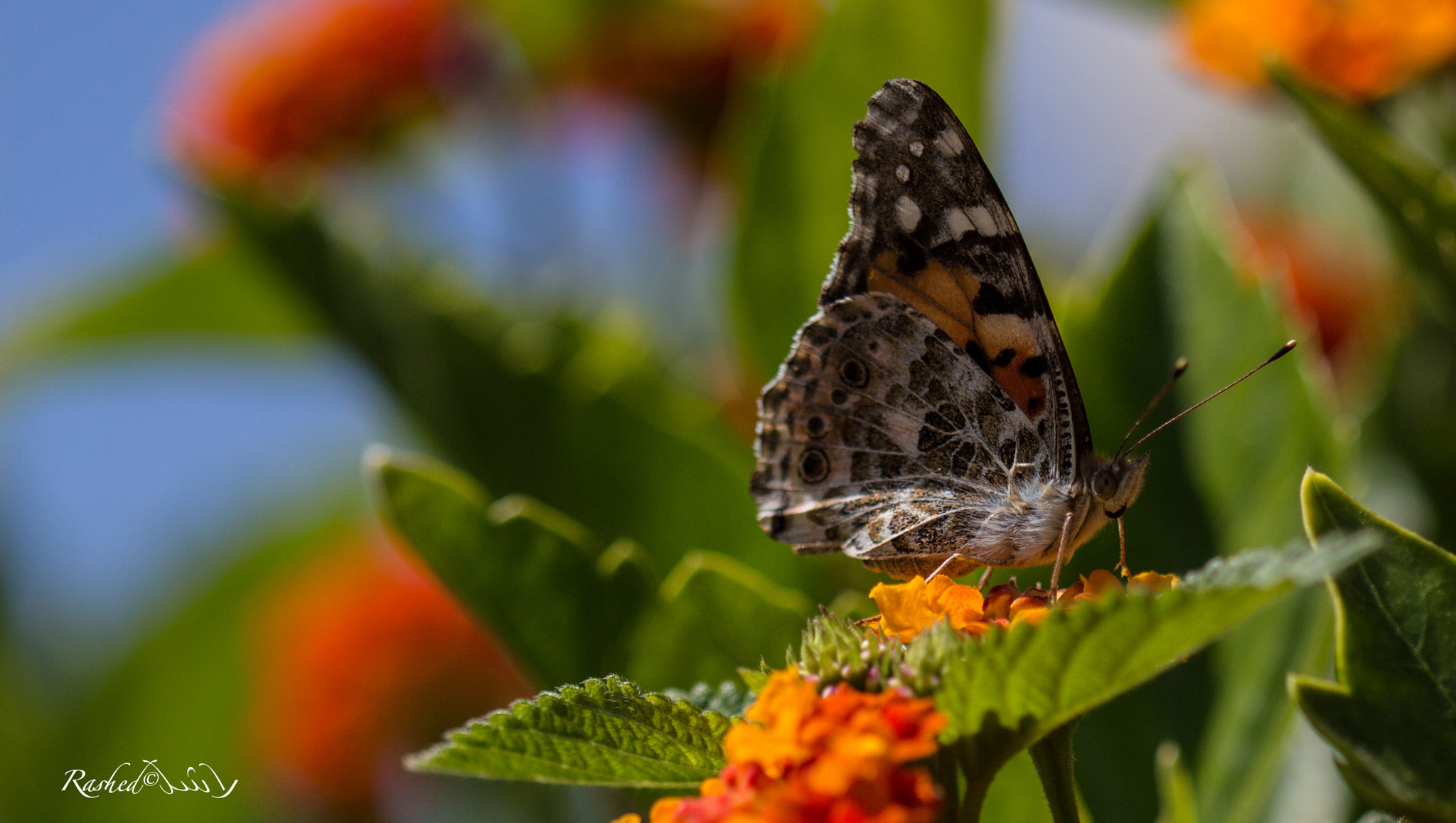 Canon EF 100mm F2.8 Macro USM sample photo
