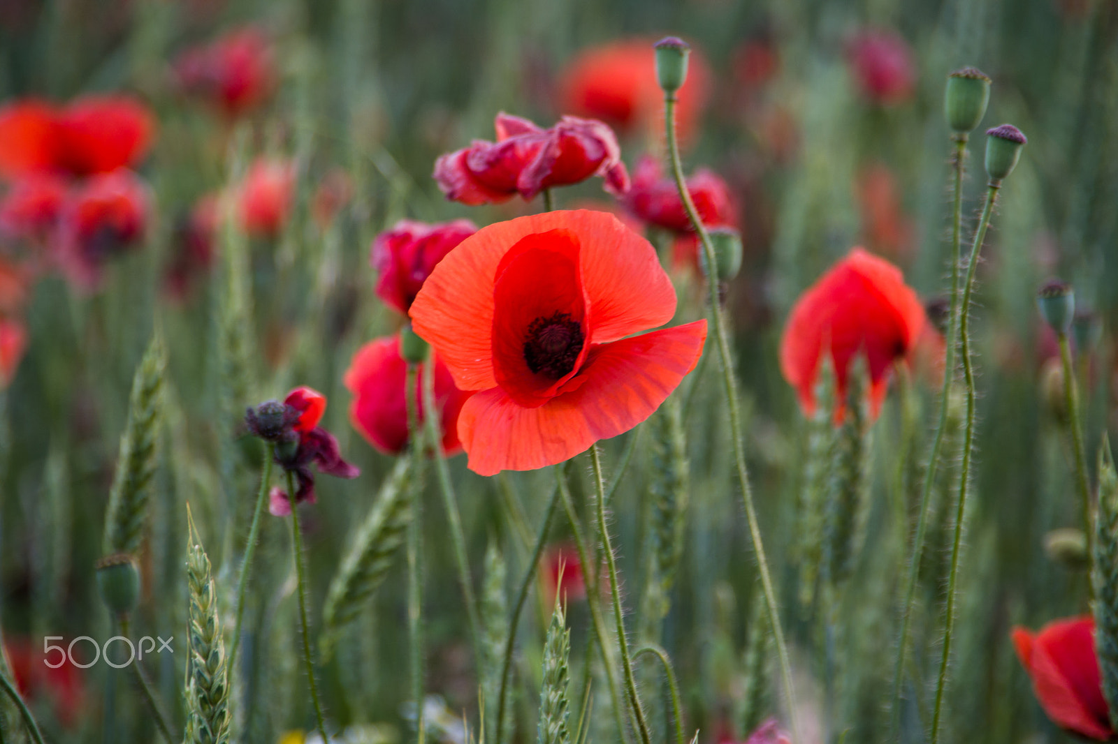 Pentax K-S1 sample photo. Mohn / poppy photography