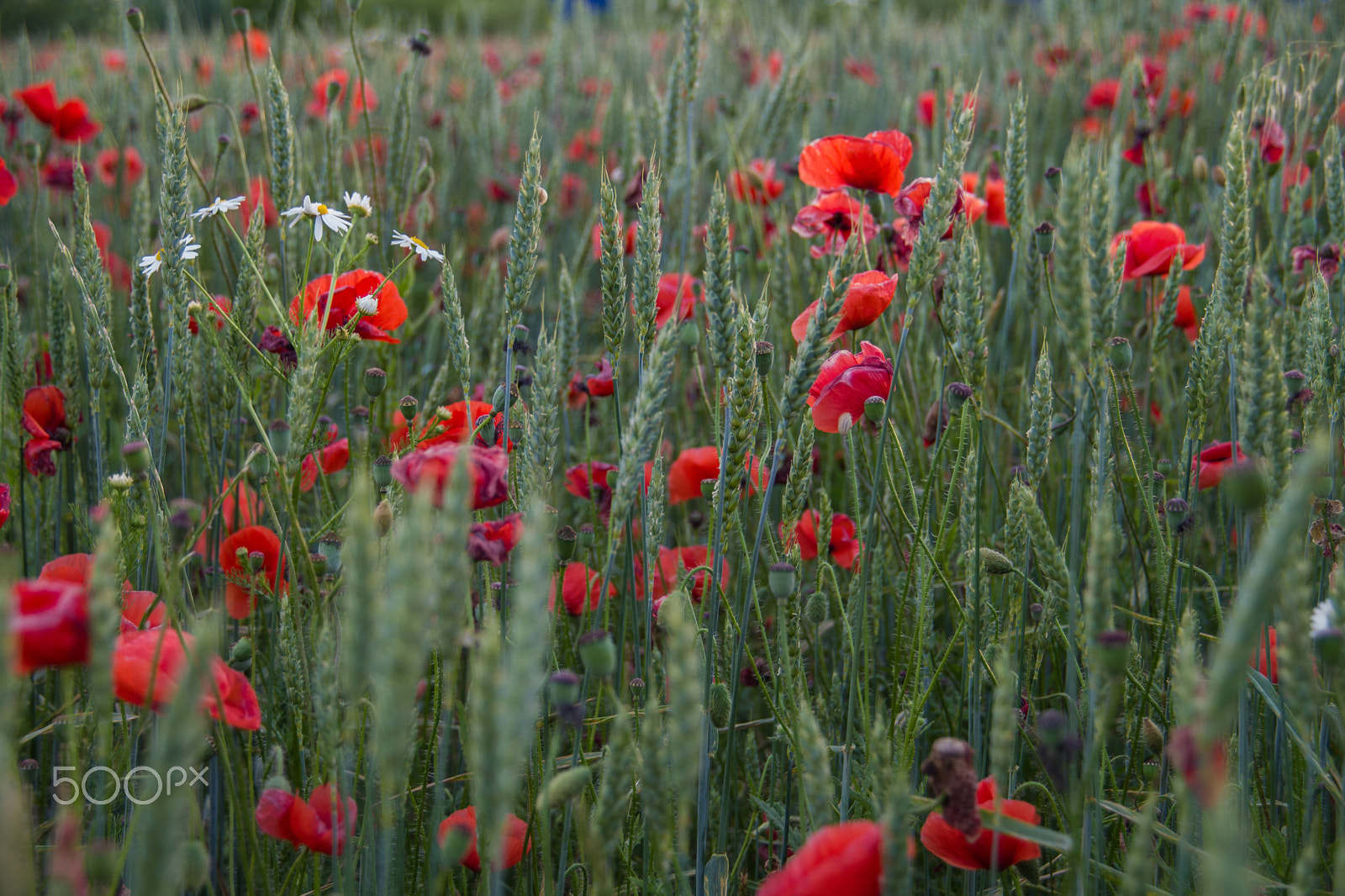 Pentax K-S1 sample photo. Mohn / poppy i photography