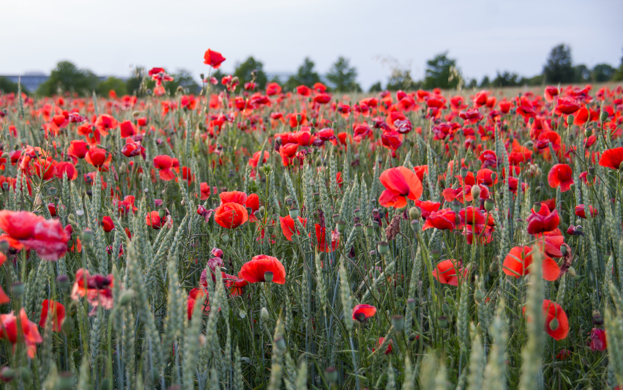 Pentax K-S1 sample photo. Mohn / poppy ii photography