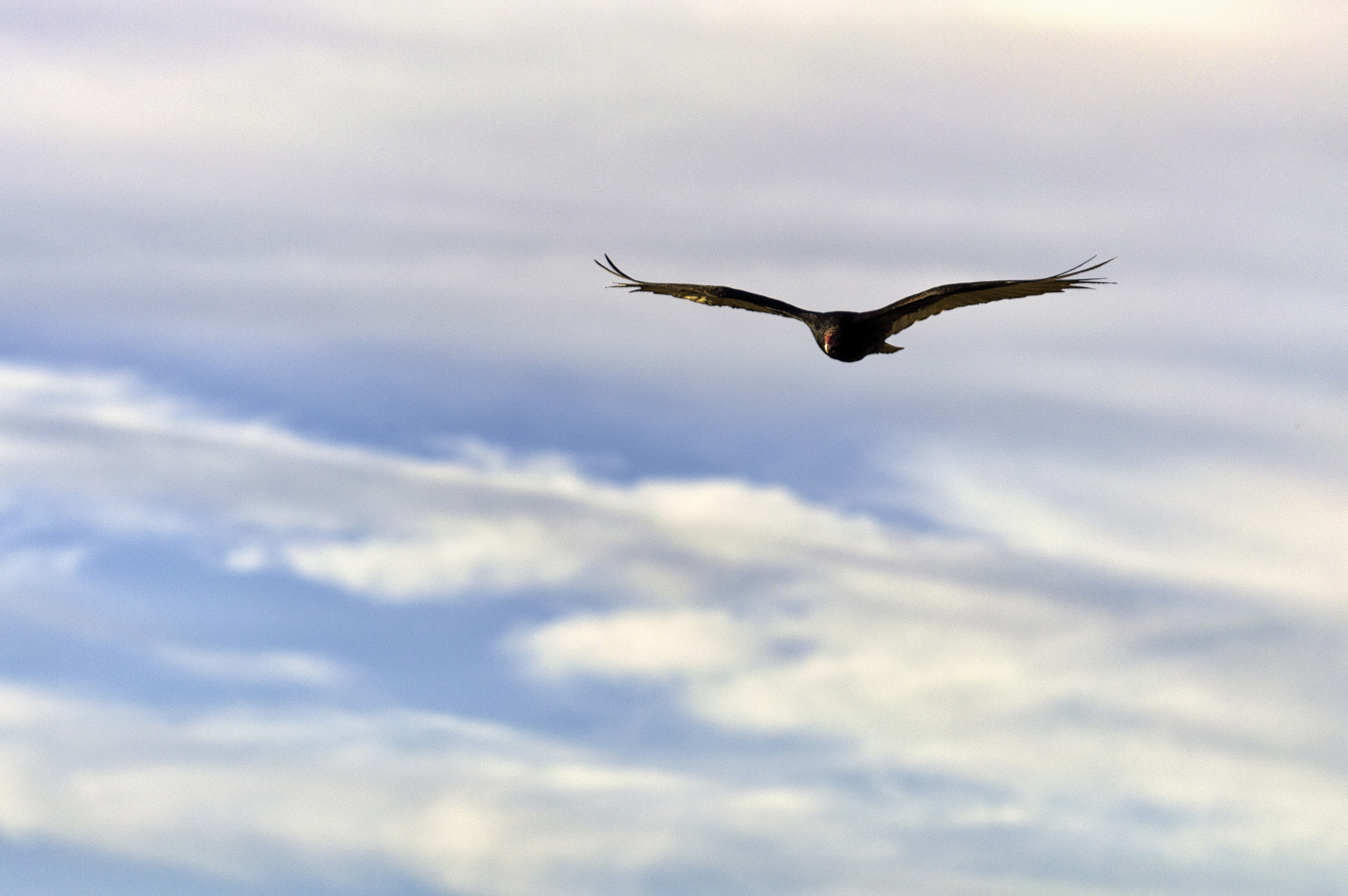Nikon AF-S Nikkor 70-200mm F4G ED VR sample photo. Free photography