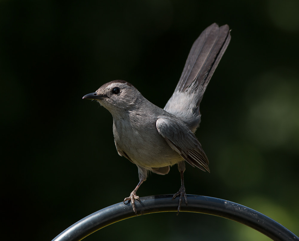 Canon EOS 70D + Canon EF 300mm F4L IS USM sample photo. Catbird photography