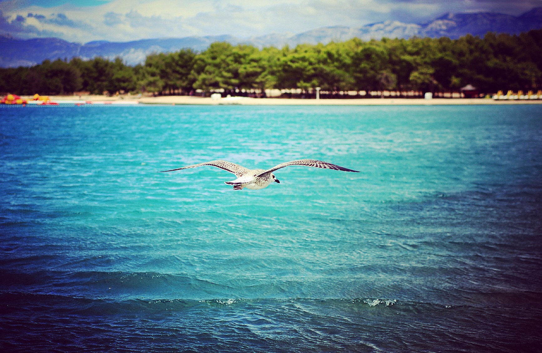 Canon 24-70mm sample photo. Seagull over dubrovnik beach, povljana, island pag, croatia photography