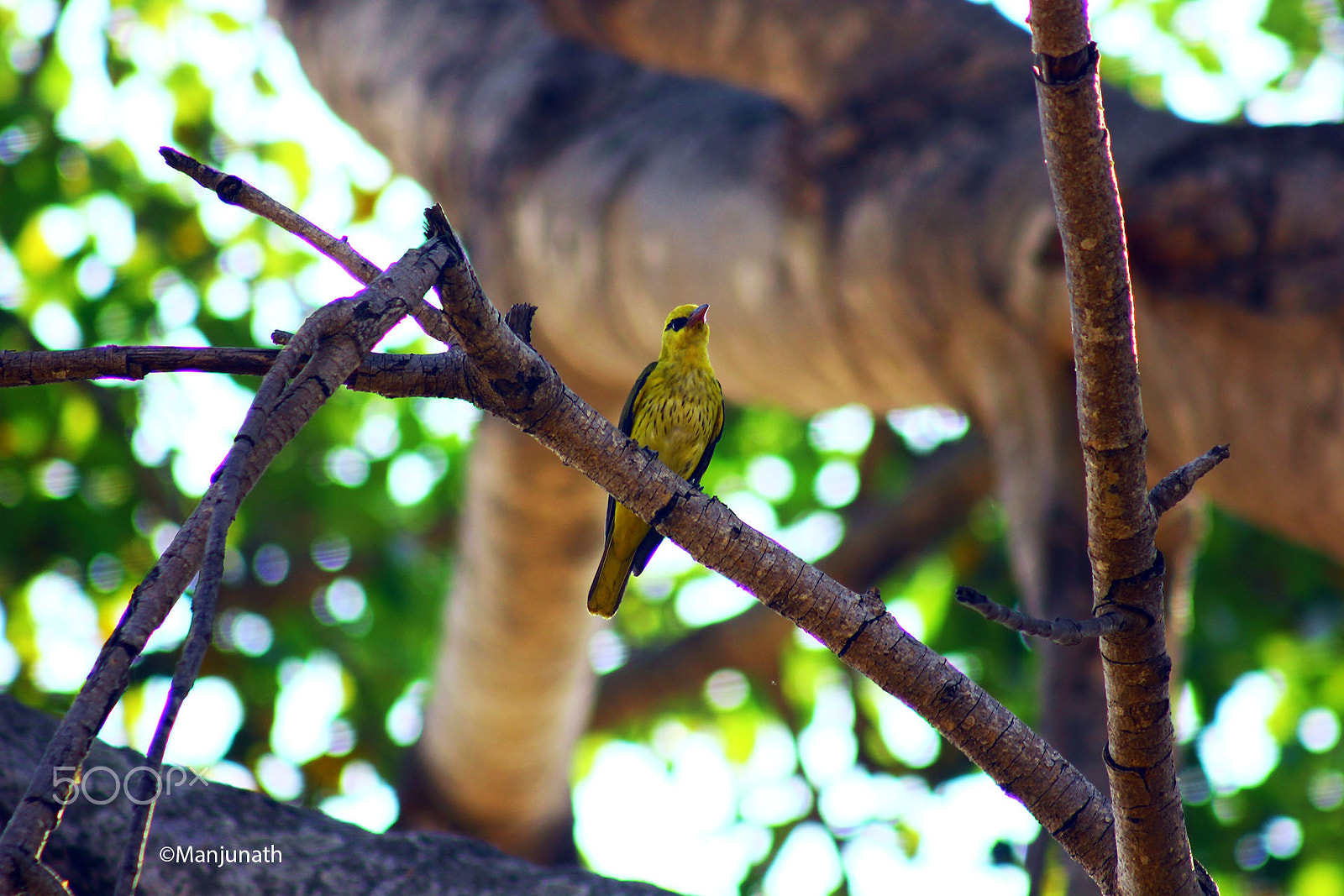 Canon EF 75-300mm f/4-5.6 USM sample photo. Curious look photography