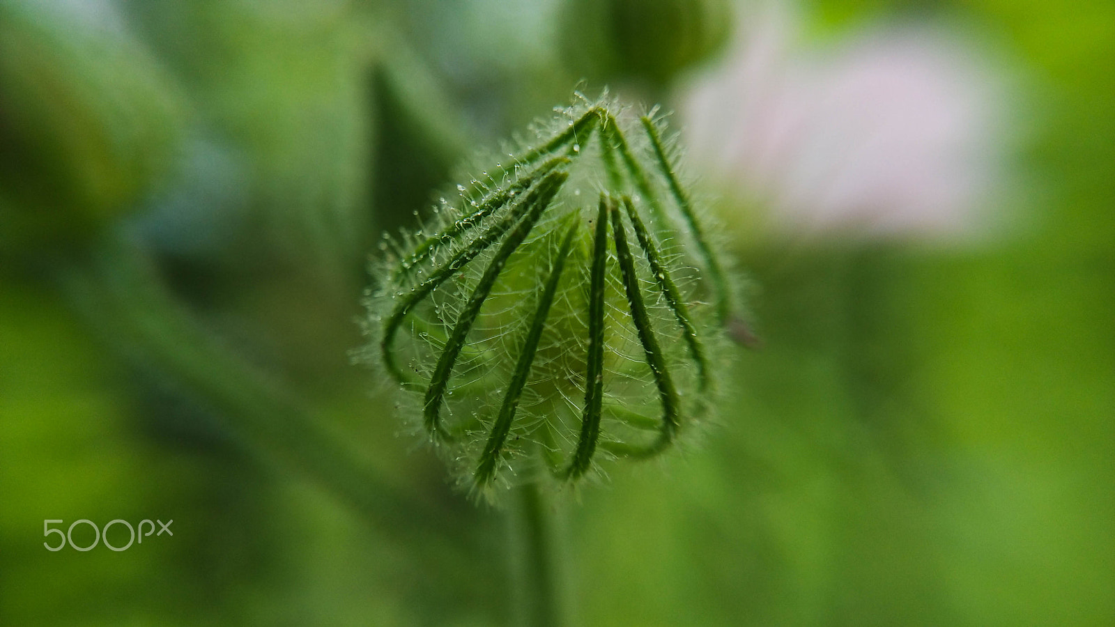 Xiaomi Mi 4i sample photo. Plant photography