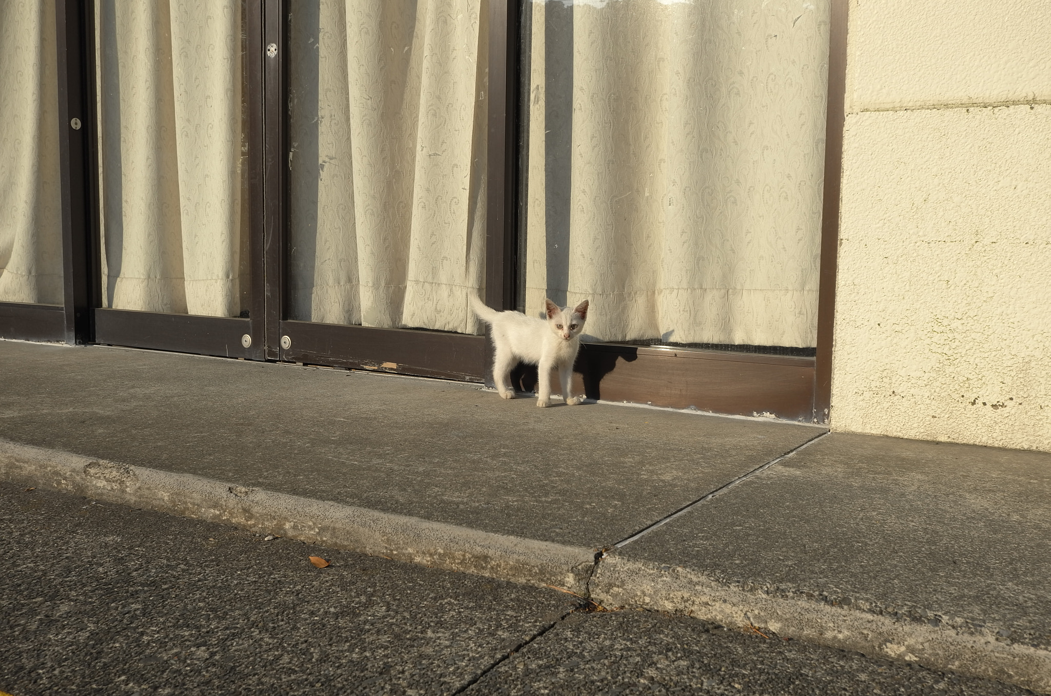 Leica X-U (Typ 113) sample photo. The tropical sun glared down on small cat. photography