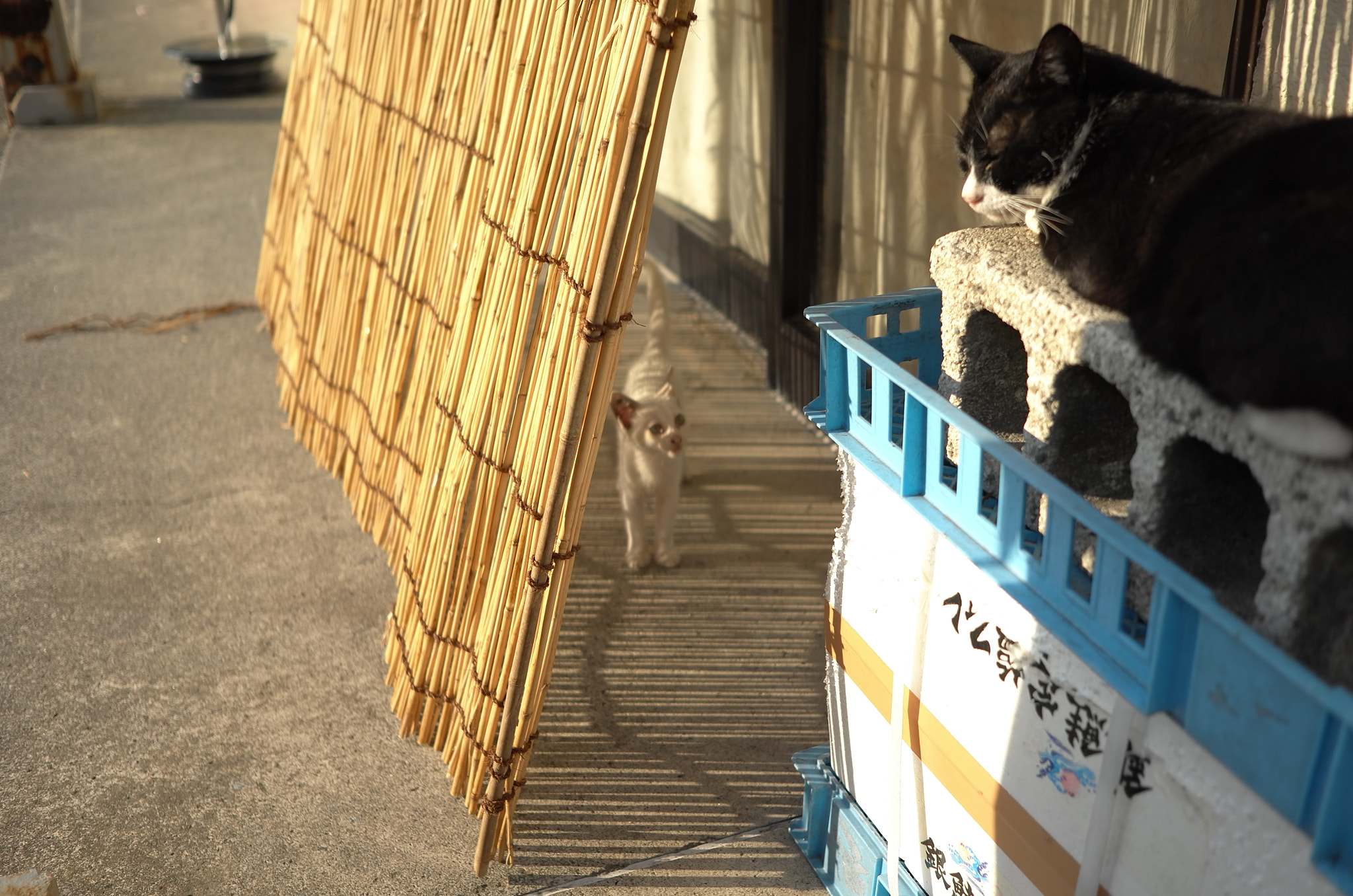 Leica X-U (Typ 113) sample photo. Cat family photography